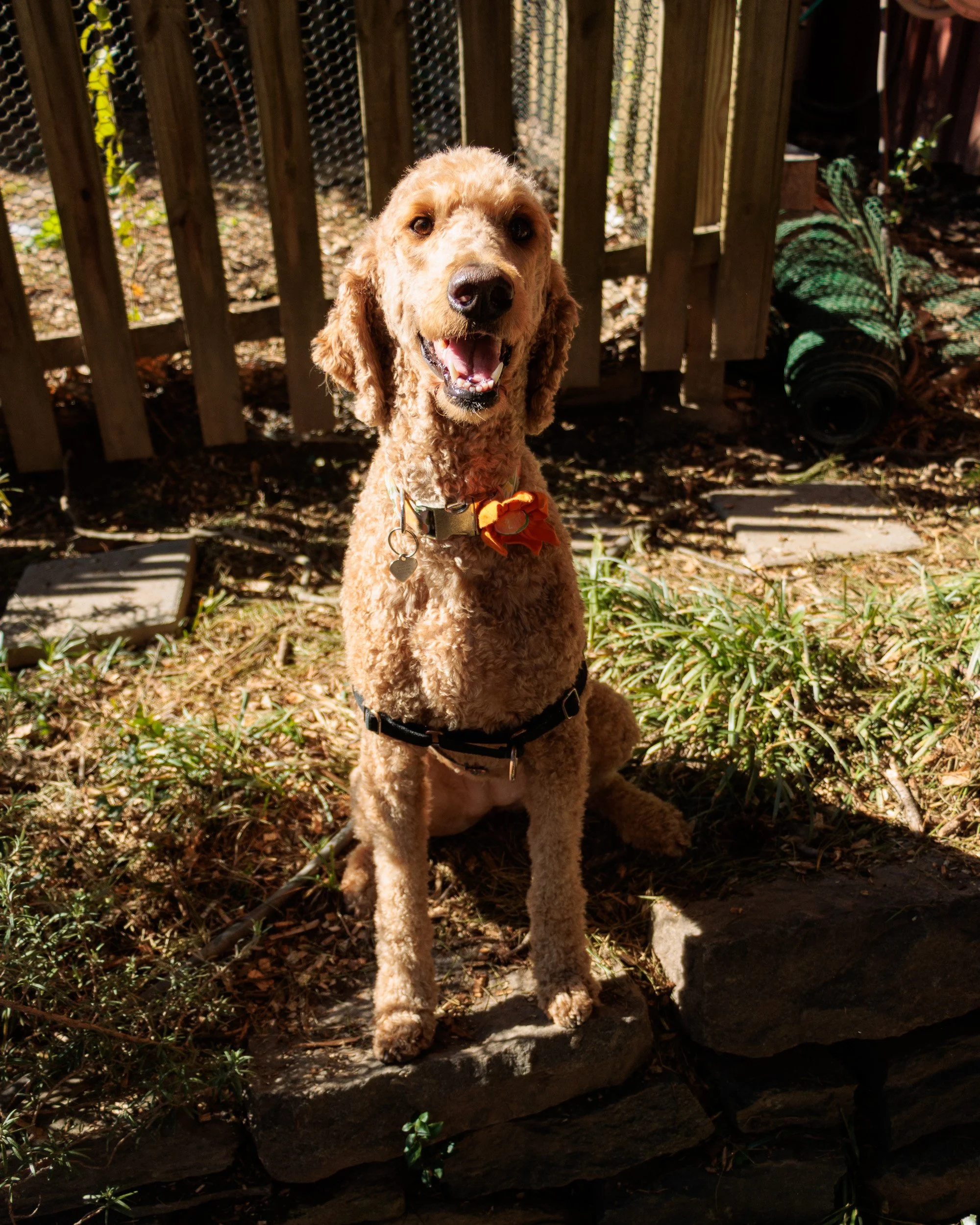Sit, Stay, Smile with Dog Trainer ATL-06.jpg