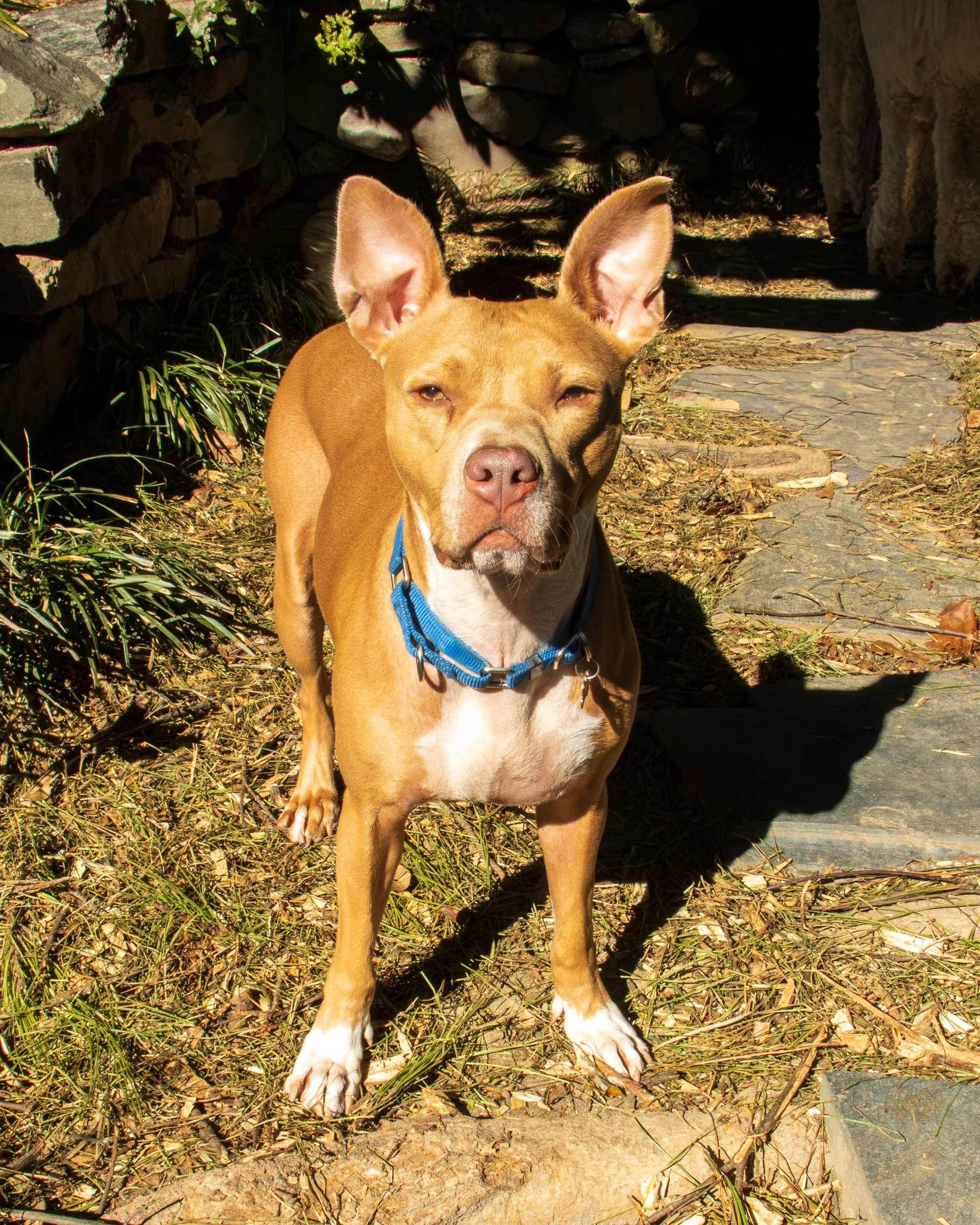 Sit, Stay, Smile with Dog Trainer ATL-05.jpg