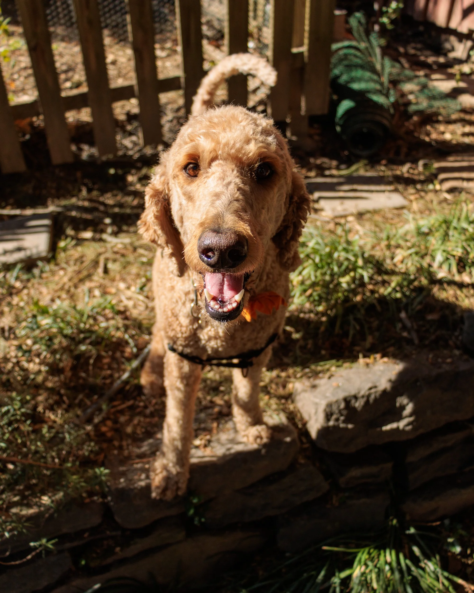Sit, Stay, Smile with Dog Trainer ATL-07.jpg
