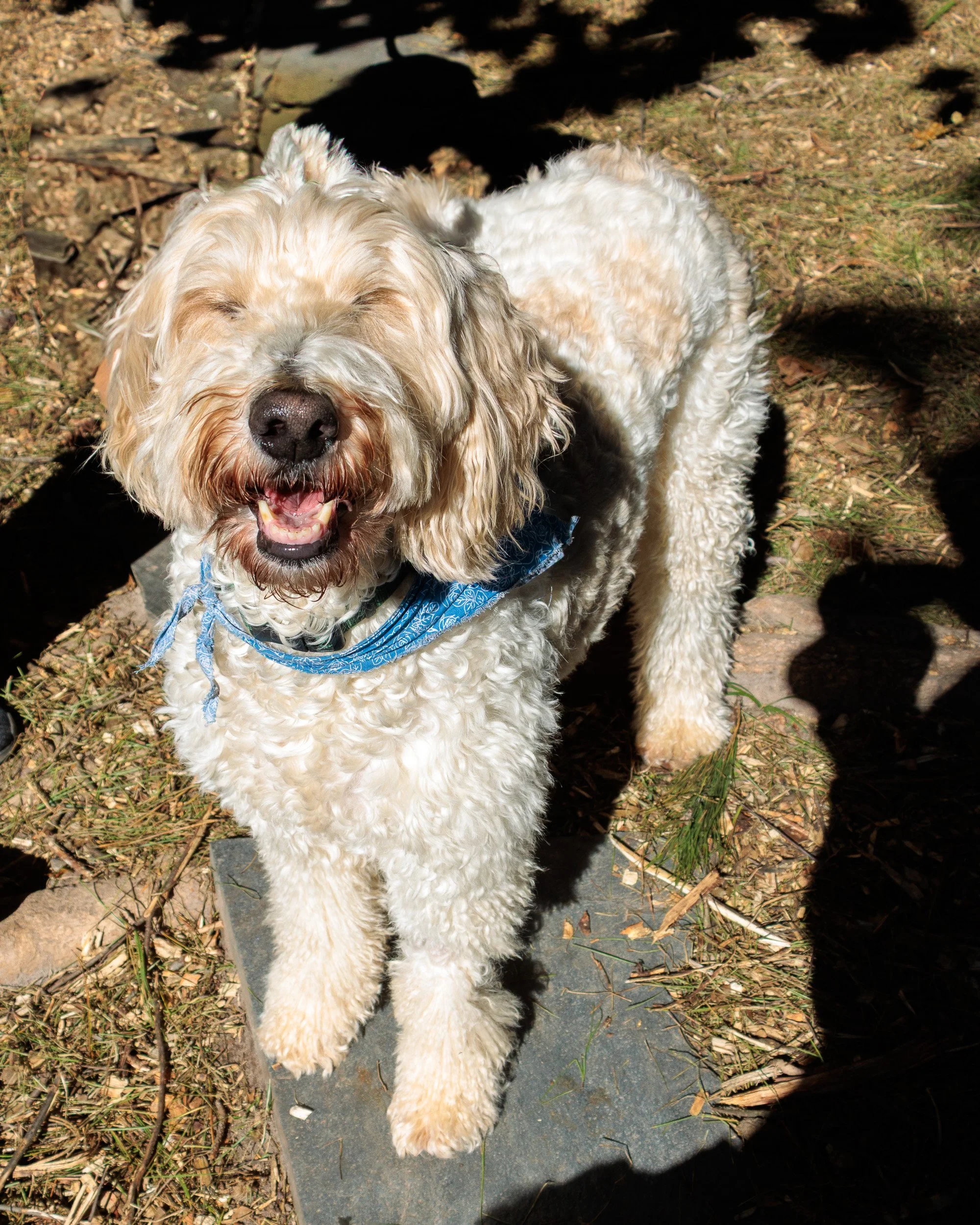 Sit, Stay, Smile with Dog Trainer ATL-08.jpg