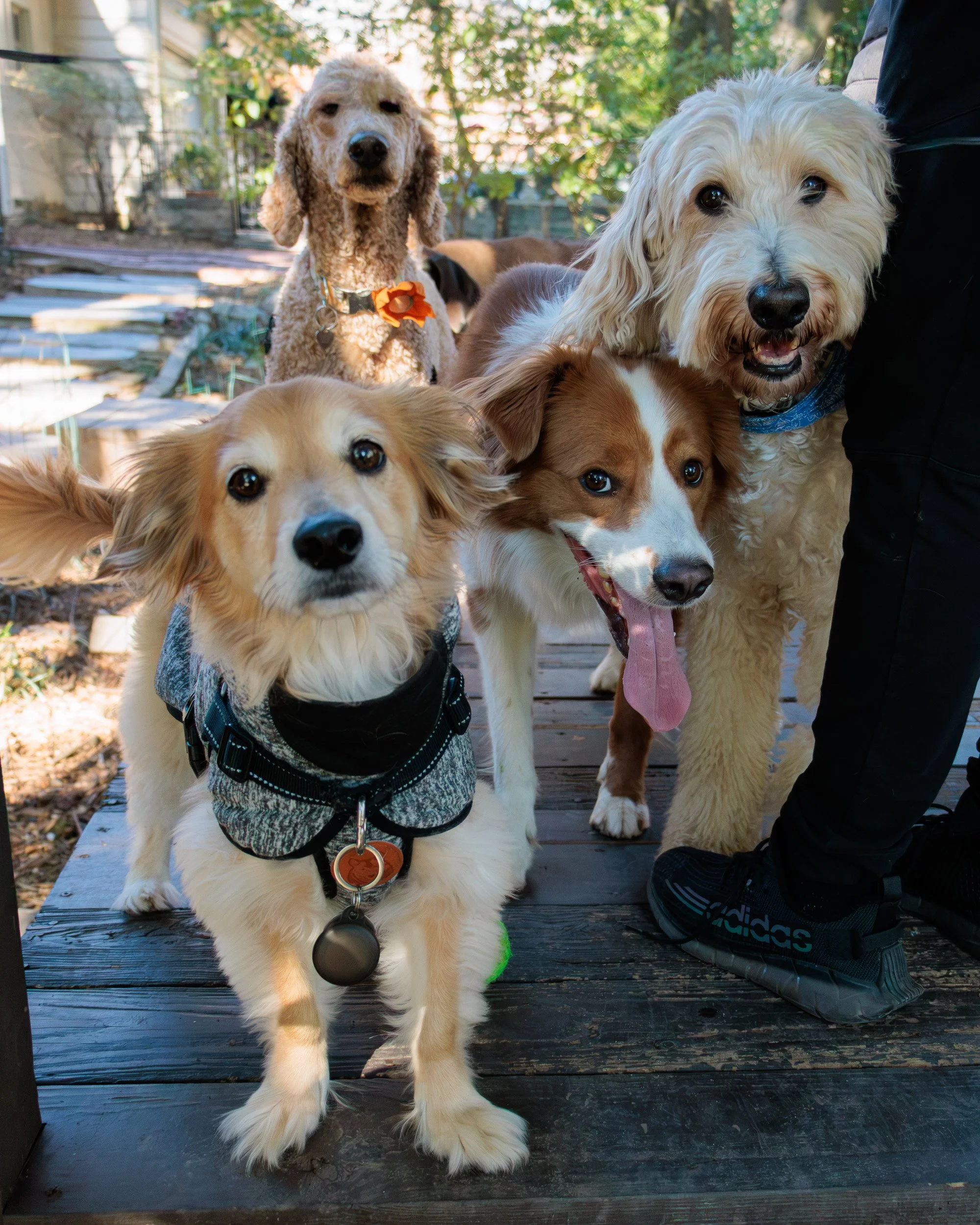 Sit, Stay, Smile with Dog Trainer ATL-09.jpg