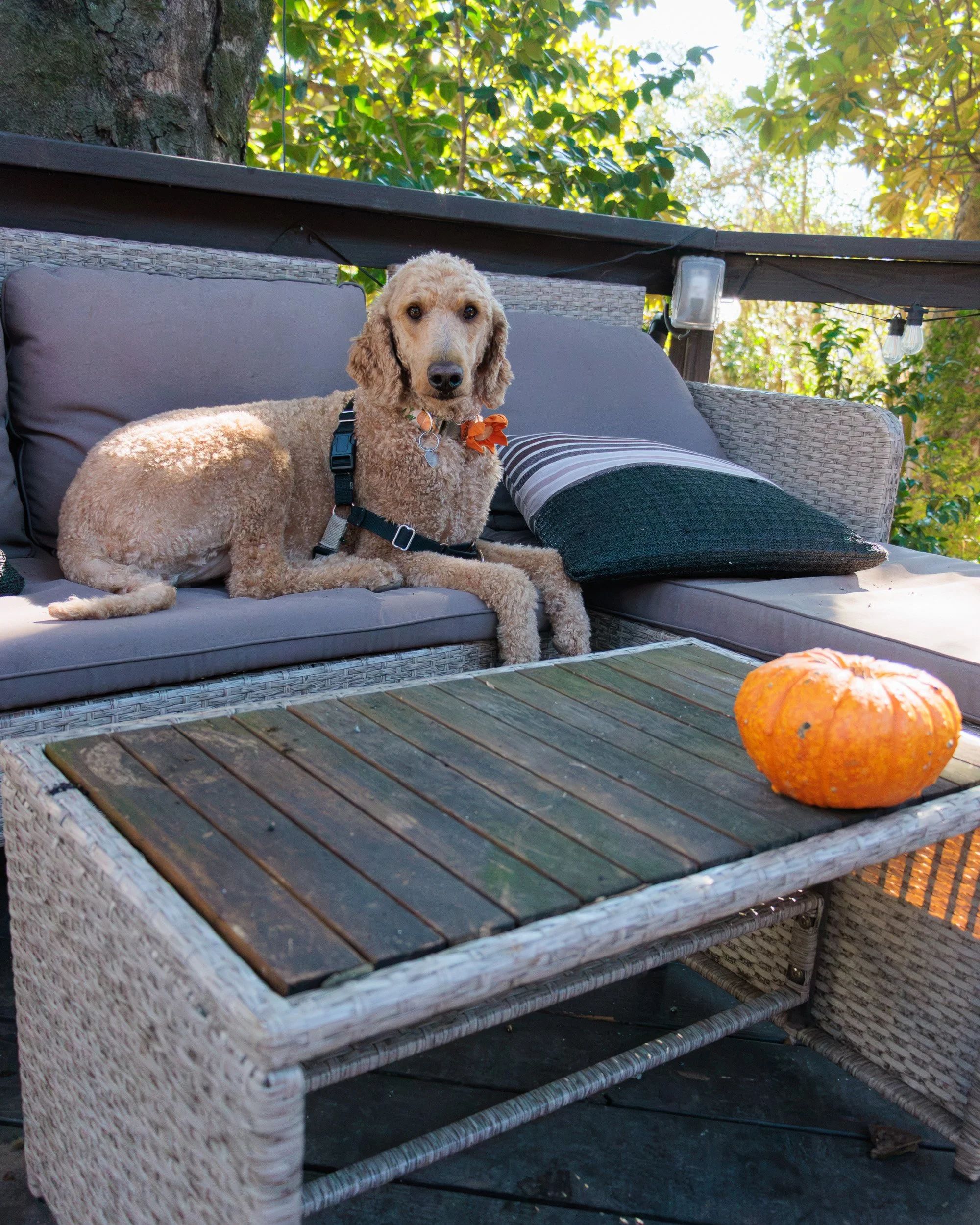 Sit, Stay, Smile with Dog Trainer ATL-10.jpg