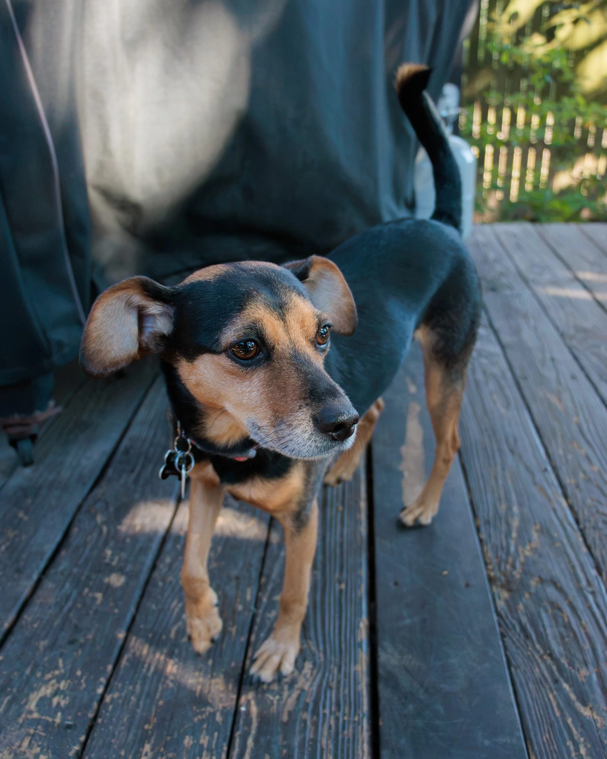 Sit, Stay, Smile with Dog Trainer ATL-11.jpg