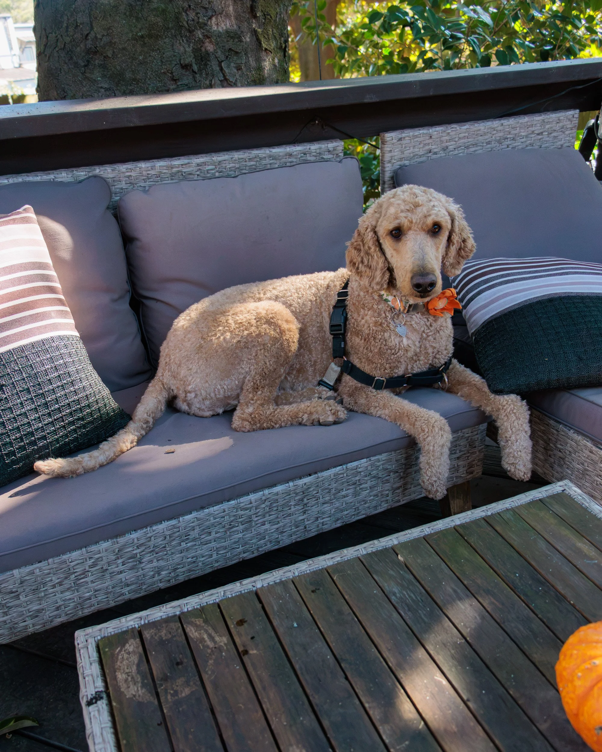 Sit, Stay, Smile with Dog Trainer ATL-12.jpg