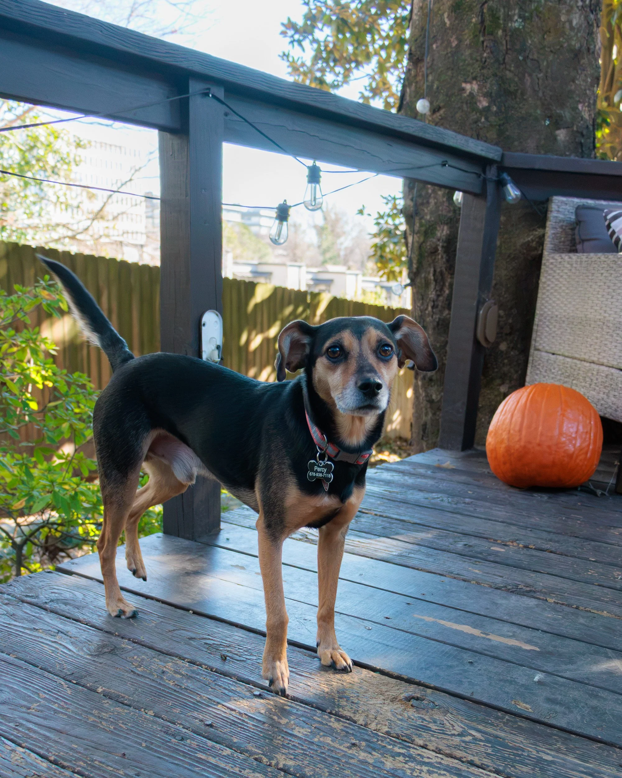 Sit, Stay, Smile with Dog Trainer ATL-13.jpg