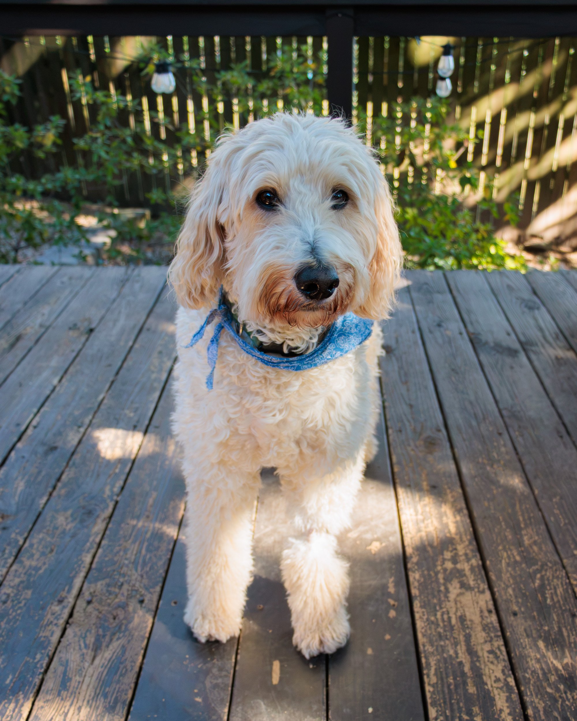 Sit, Stay, Smile with Dog Trainer ATL-14.jpg