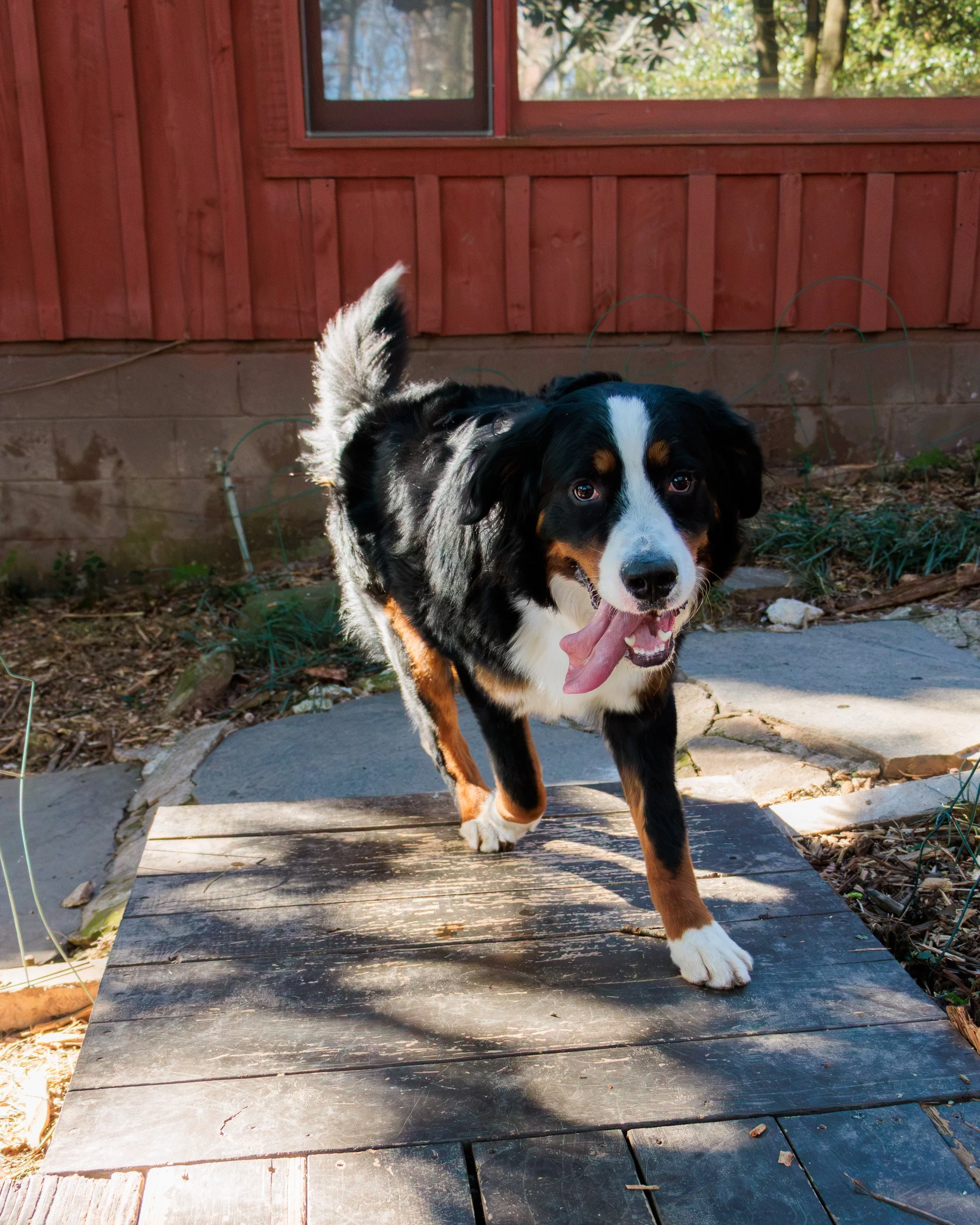 Sit, Stay, Smile with Dog Trainer ATL-15.jpg