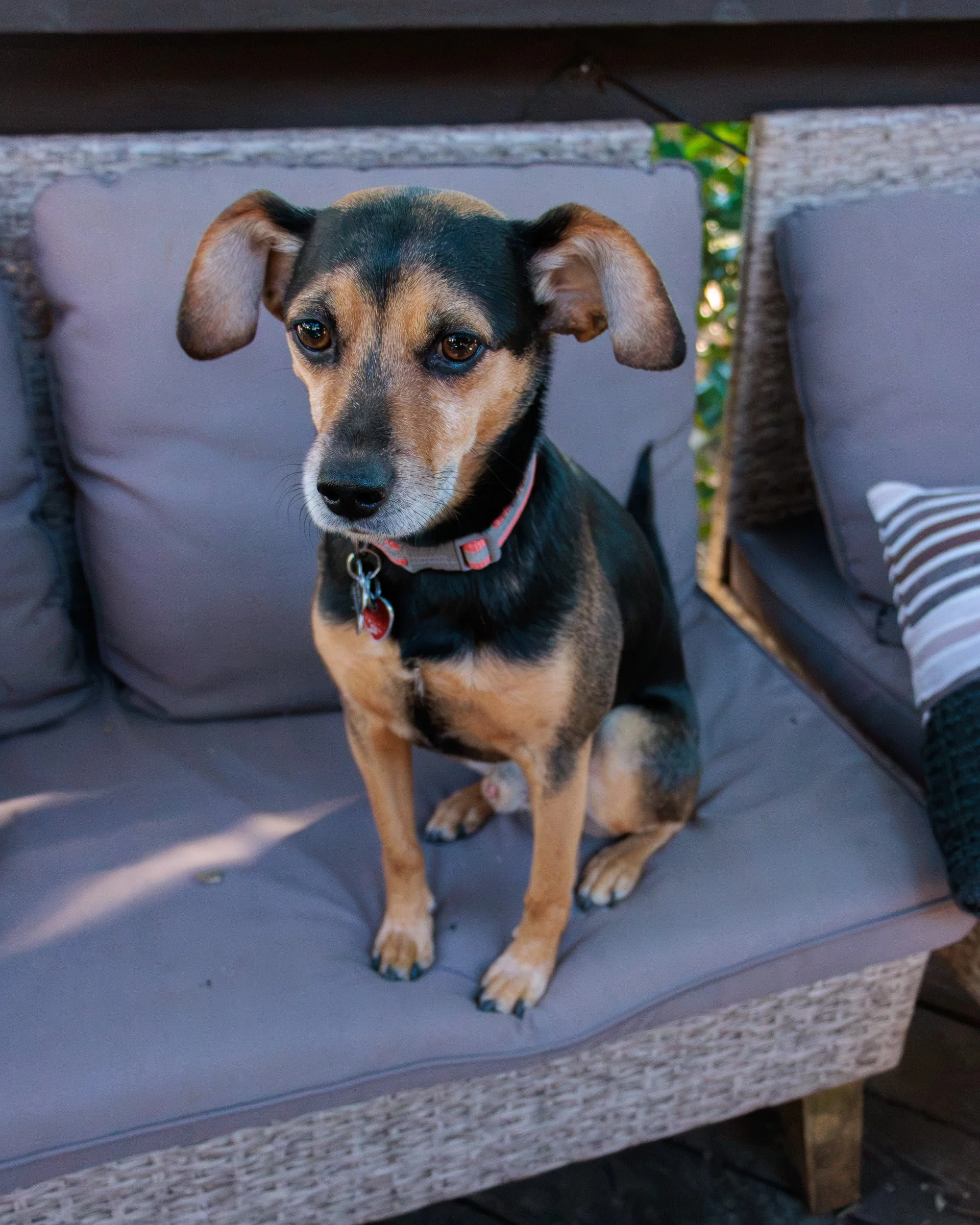 Sit, Stay, Smile with Dog Trainer ATL-16.jpg