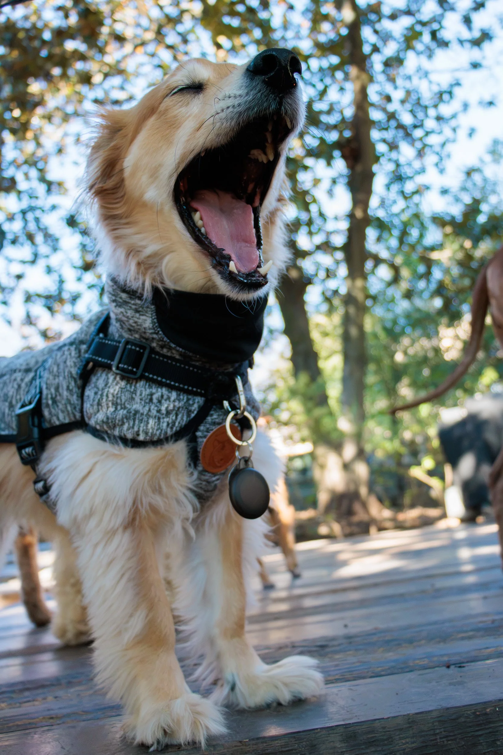 Sit, Stay, Smile with Dog Trainer ATL-17.jpg