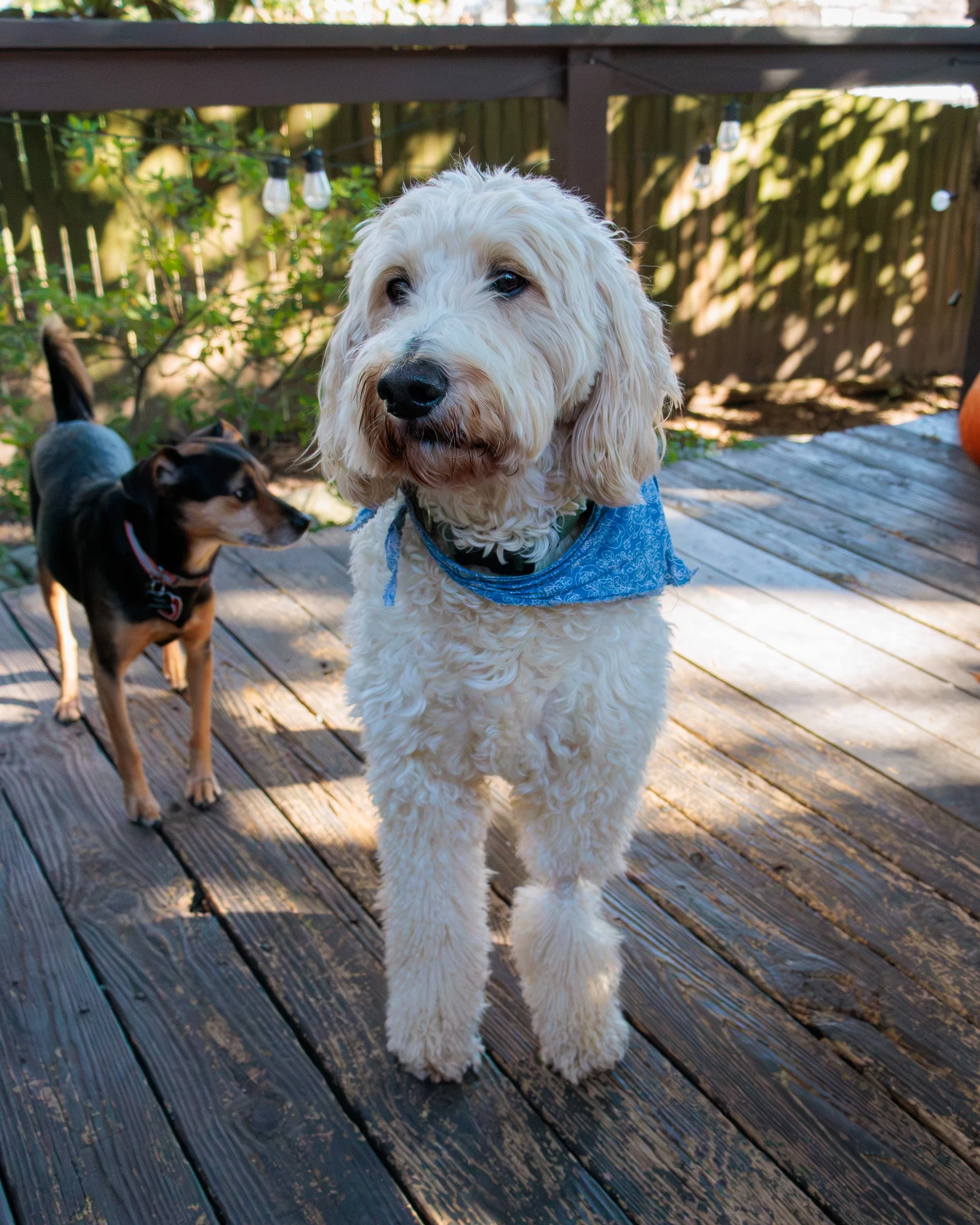 Sit, Stay, Smile with Dog Trainer ATL-28.jpg