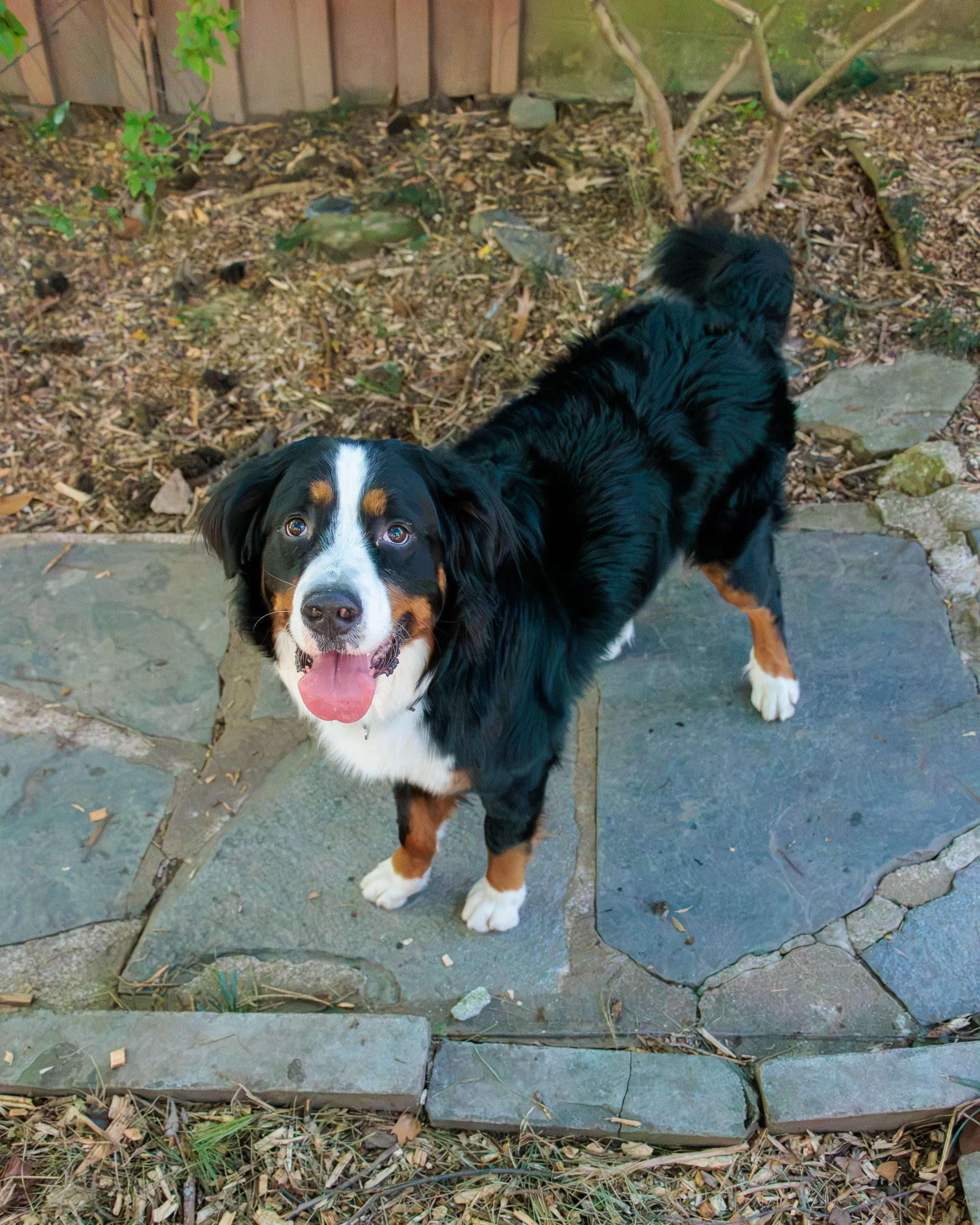 Sit, Stay, Smile with Dog Trainer ATL-29.jpg