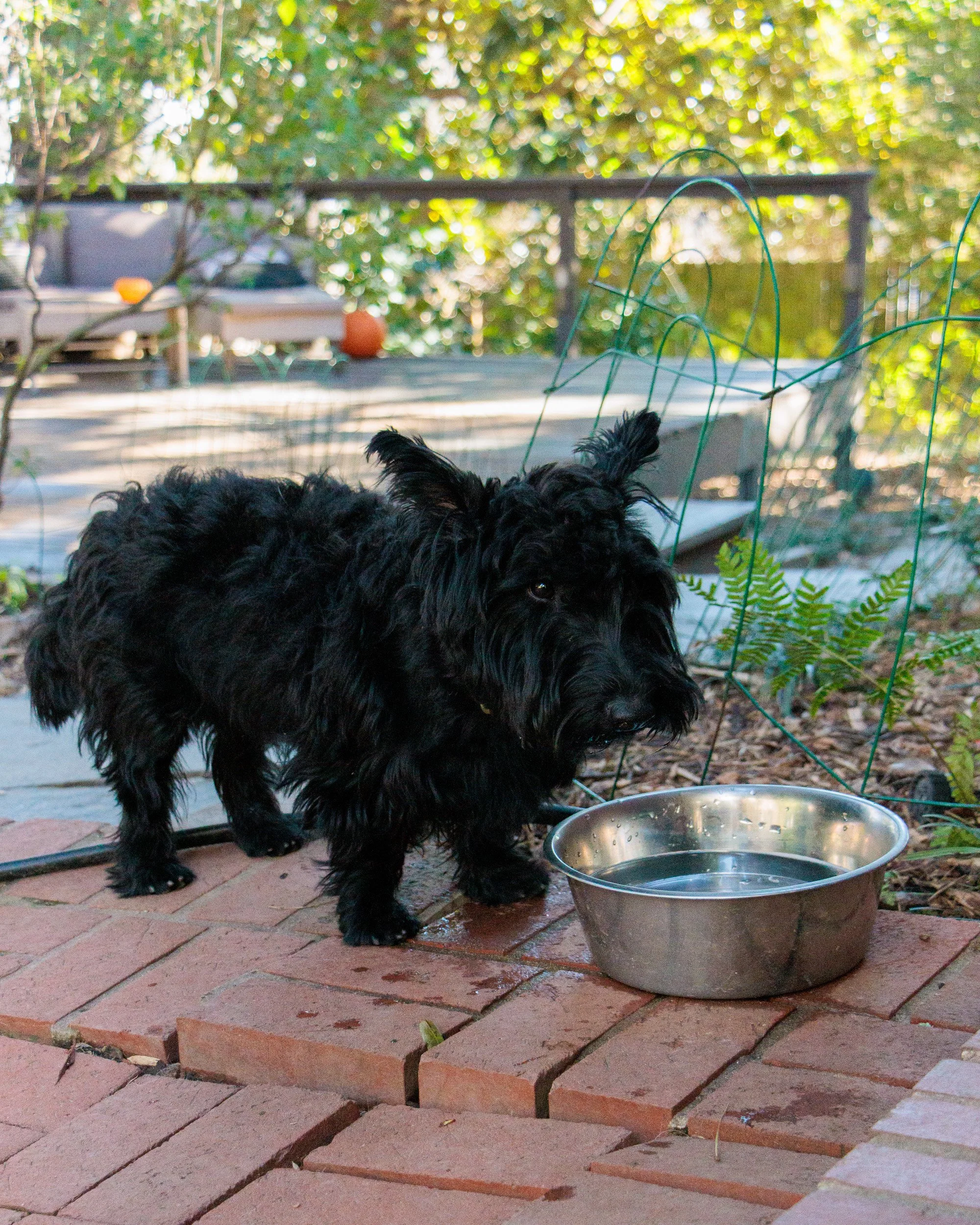 Sit, Stay, Smile with Dog Trainer ATL-31.jpg