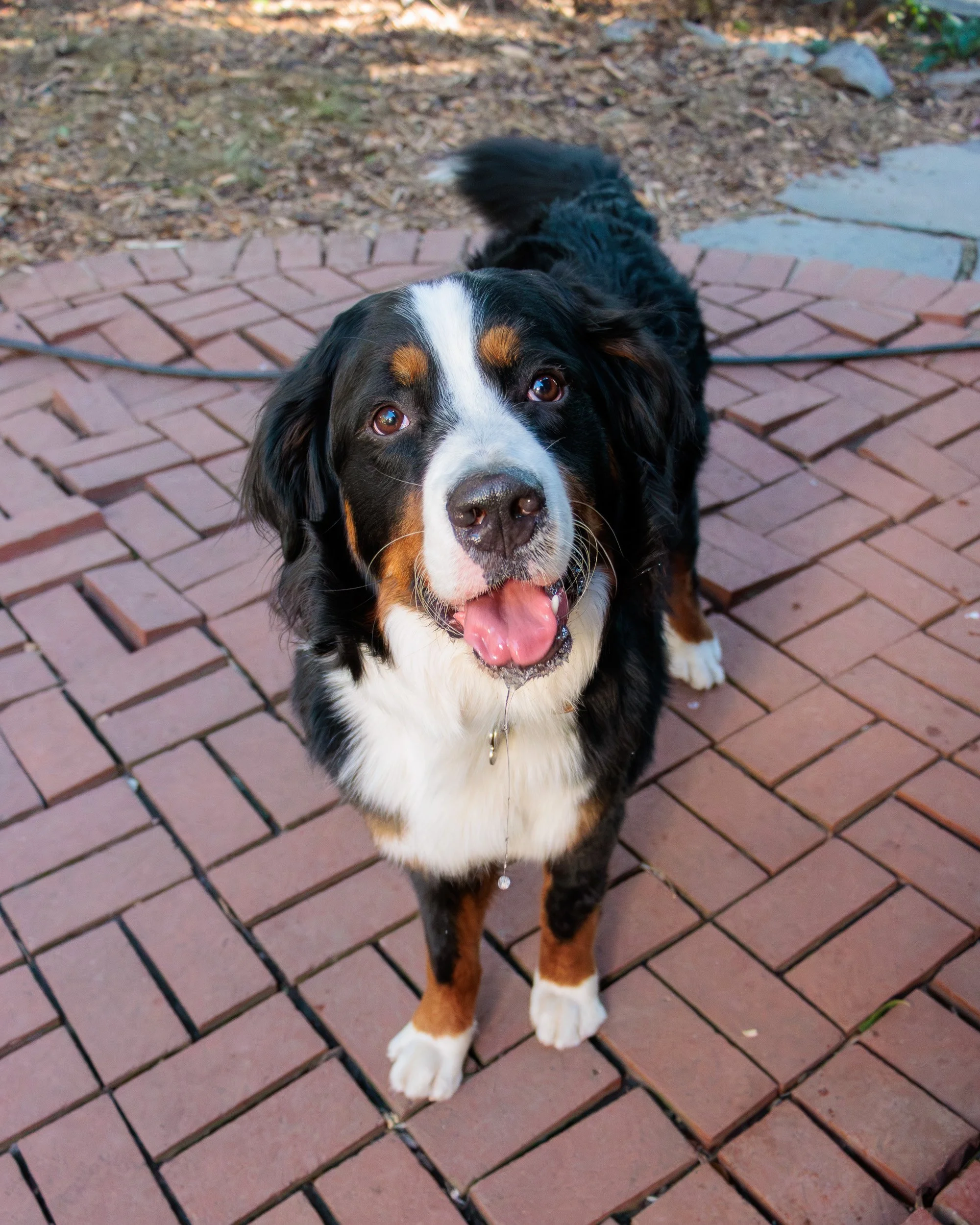 Sit, Stay, Smile with Dog Trainer ATL-32.jpg
