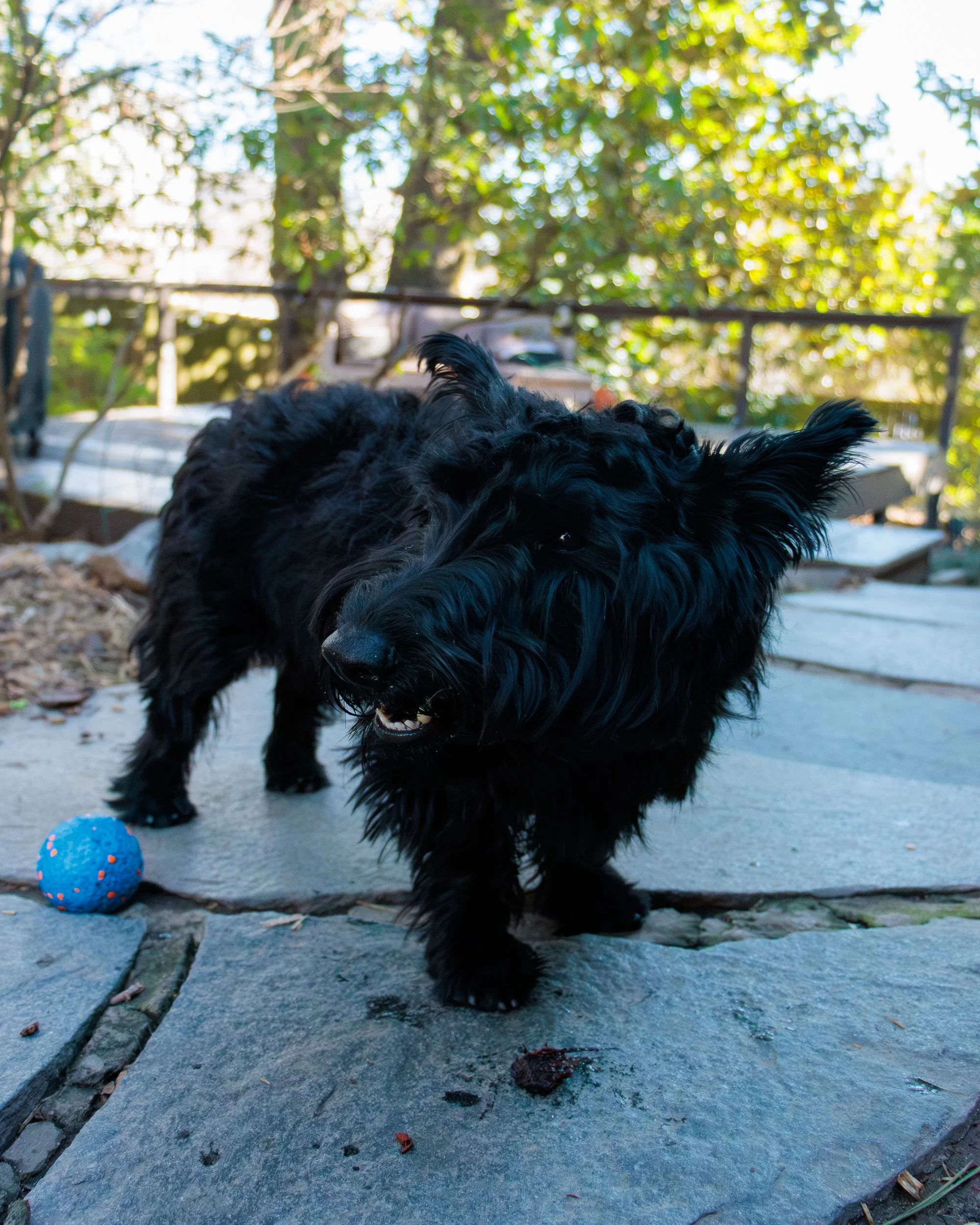 Sit, Stay, Smile with Dog Trainer ATL-33.jpg