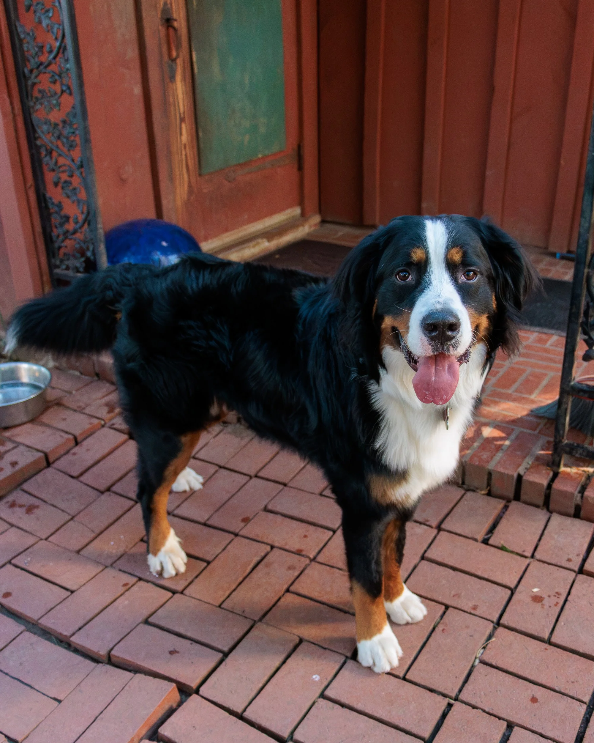 Sit, Stay, Smile with Dog Trainer ATL-34.jpg