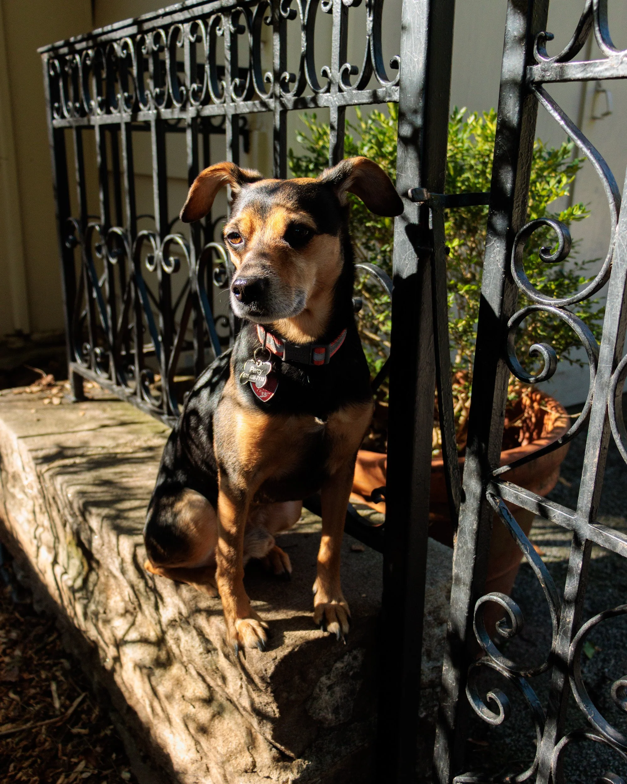 Sit, Stay, Smile with Dog Trainer ATL-35.jpg
