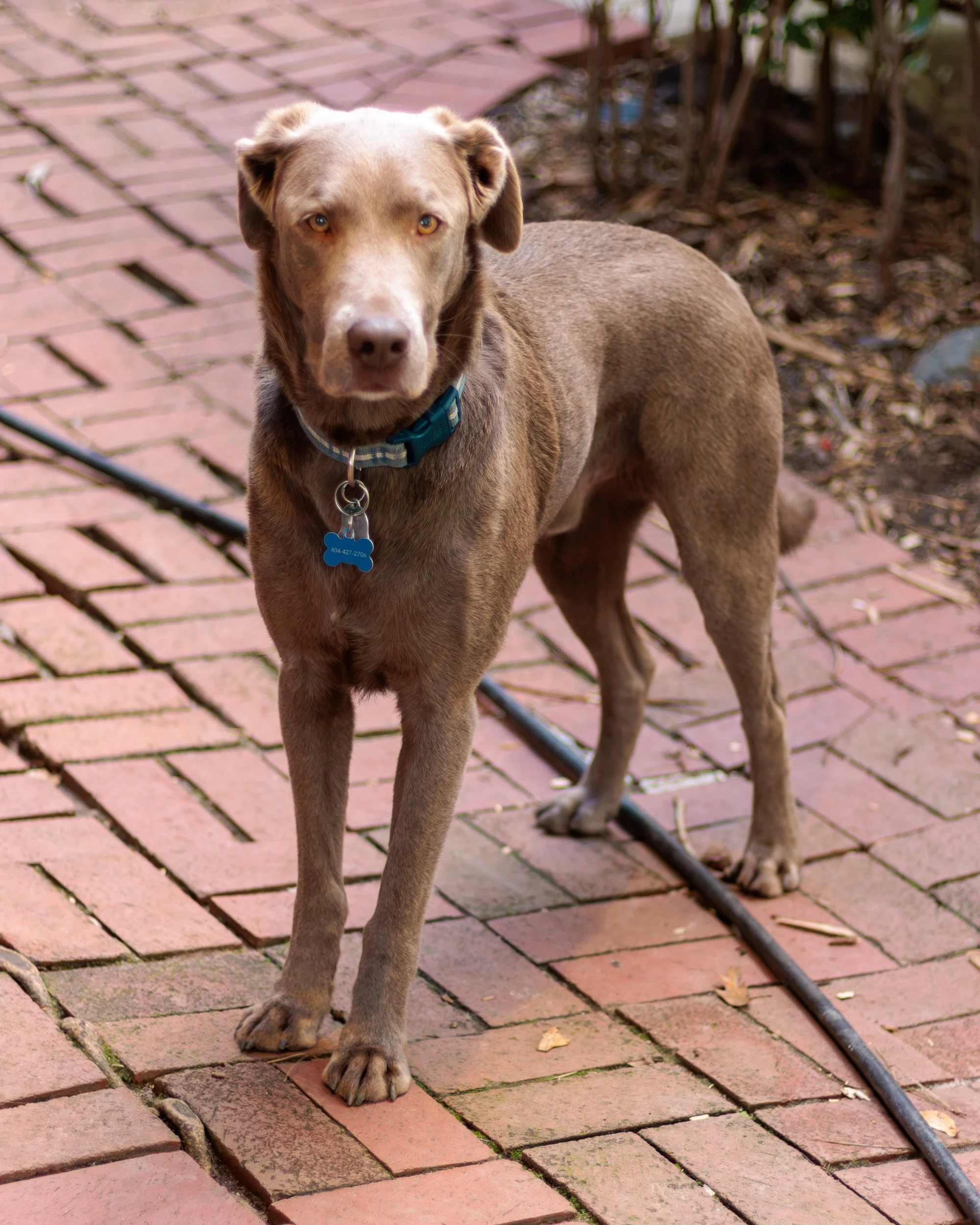 Sit Pretty, Then Chaos-04.jpg