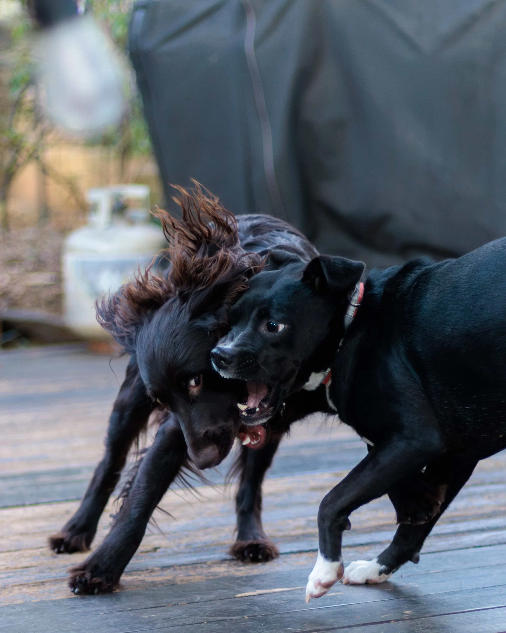 Sit Pretty, Then Chaos-09.jpg