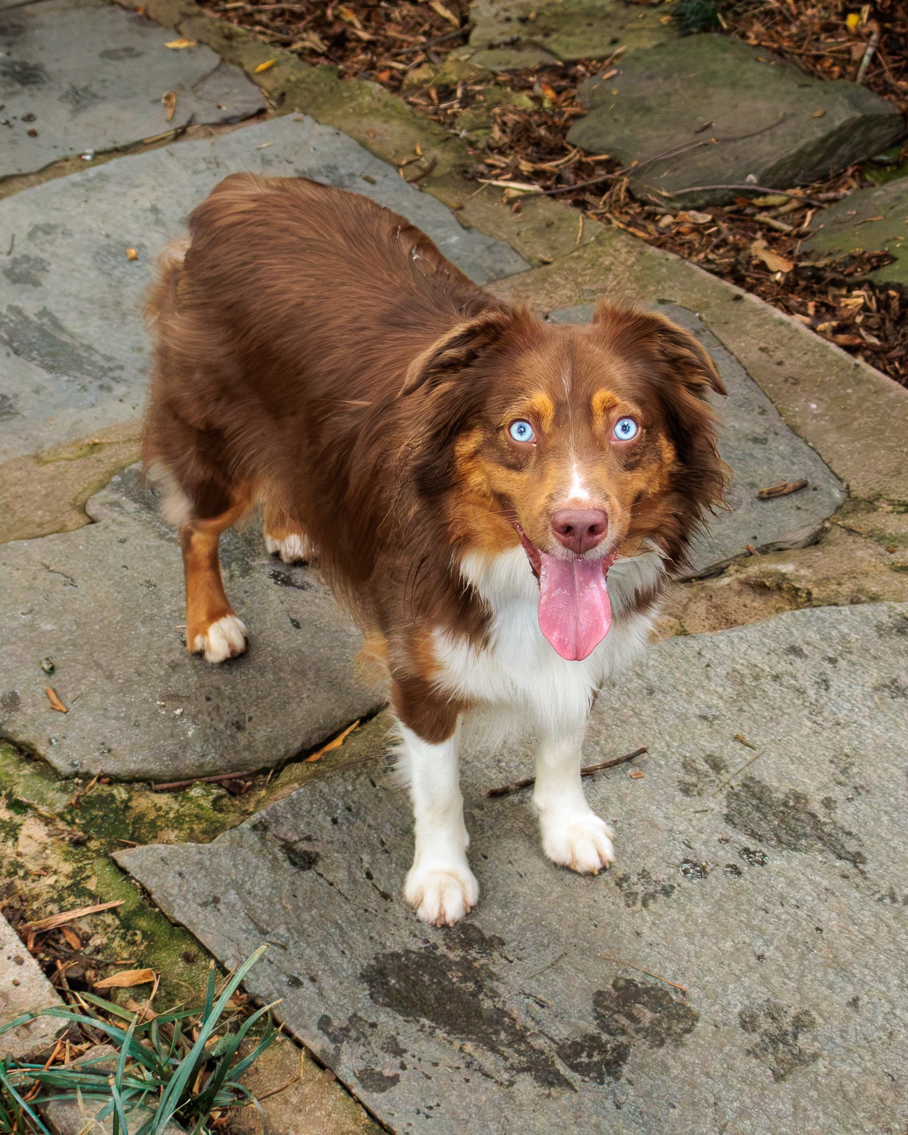 Meet Poppy- Her First Playdate.-01.jpg