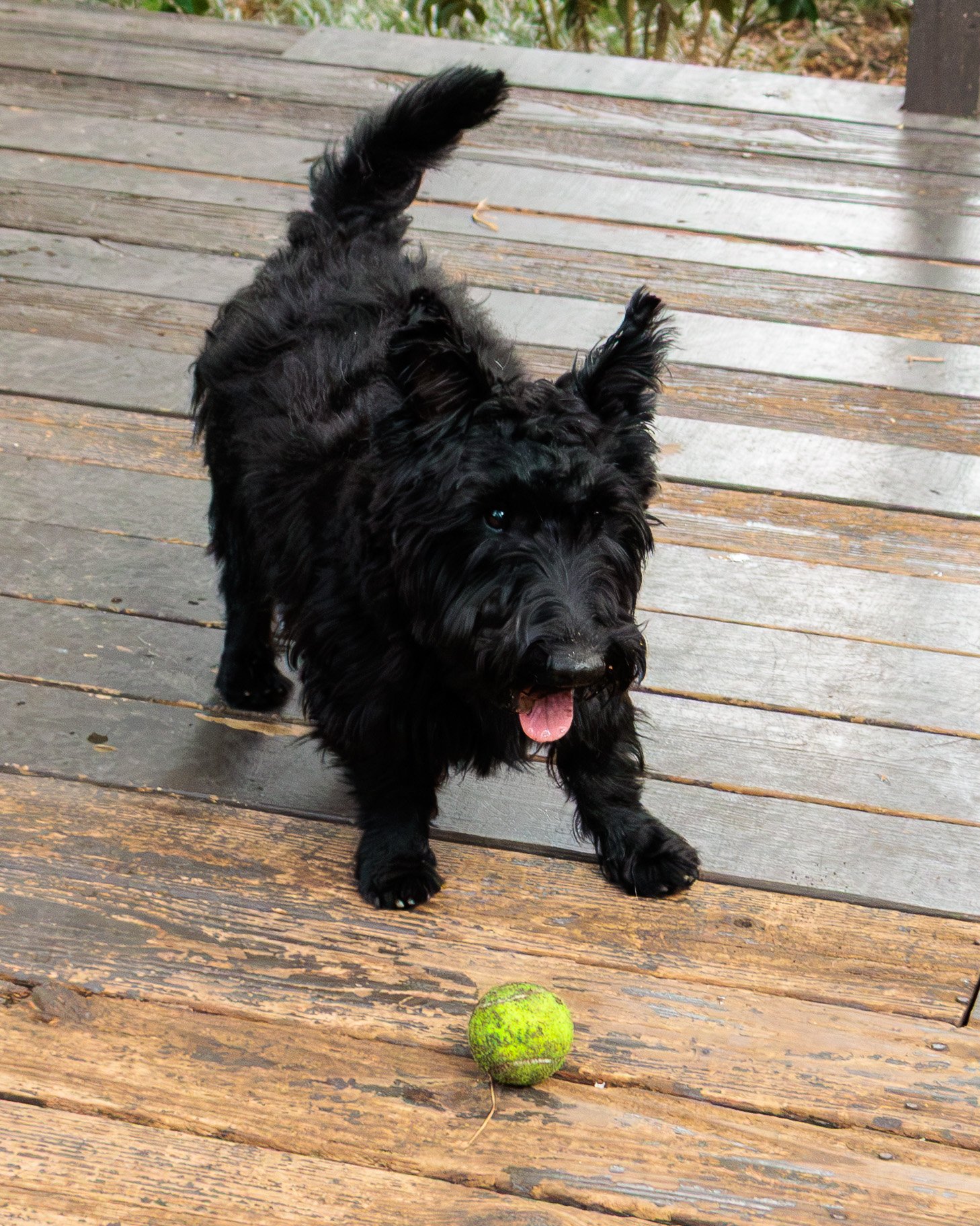 Meet Poppy- Her First Playdate.-05.jpg