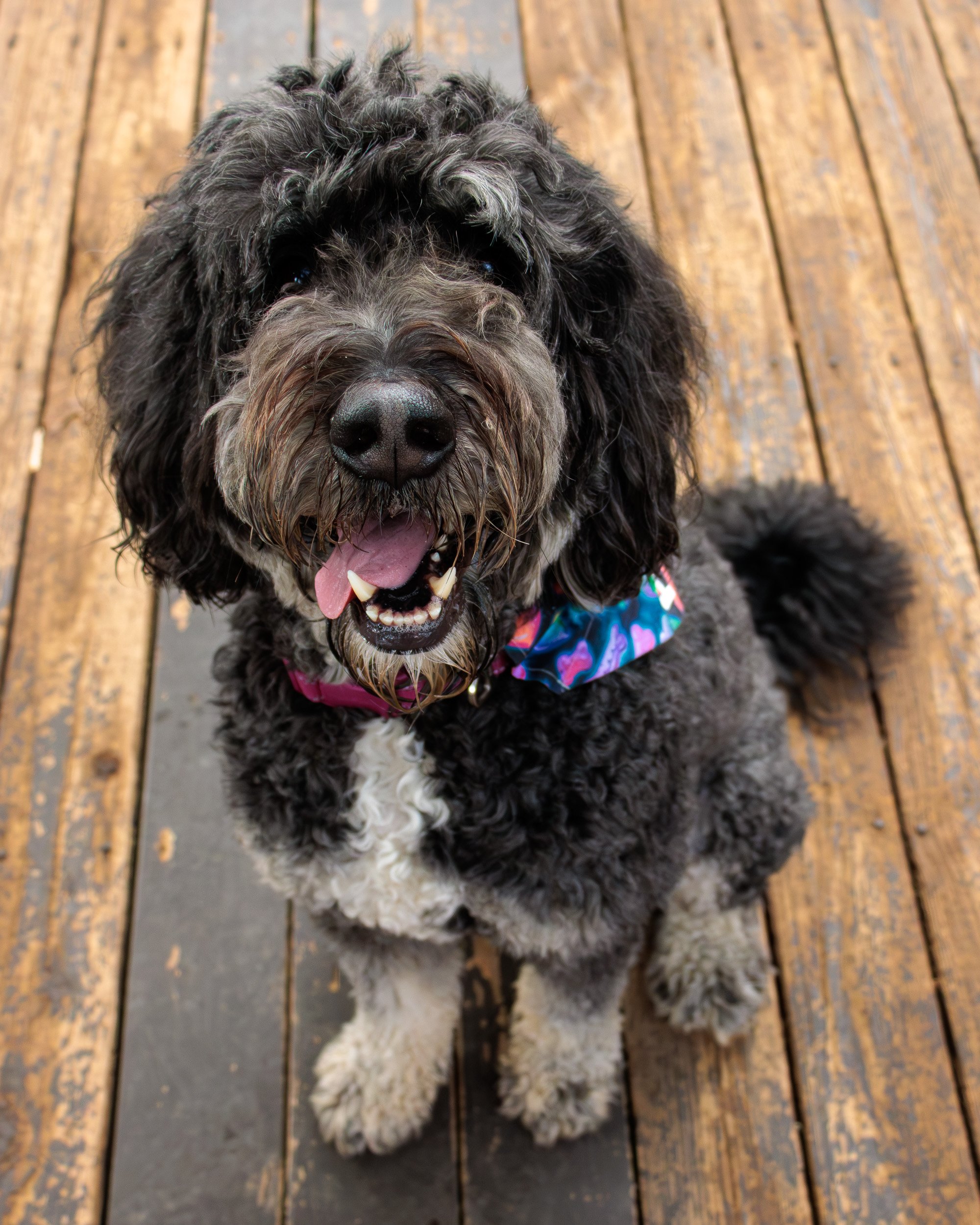 Meet Poppy- Her First Playdate.-07.jpg