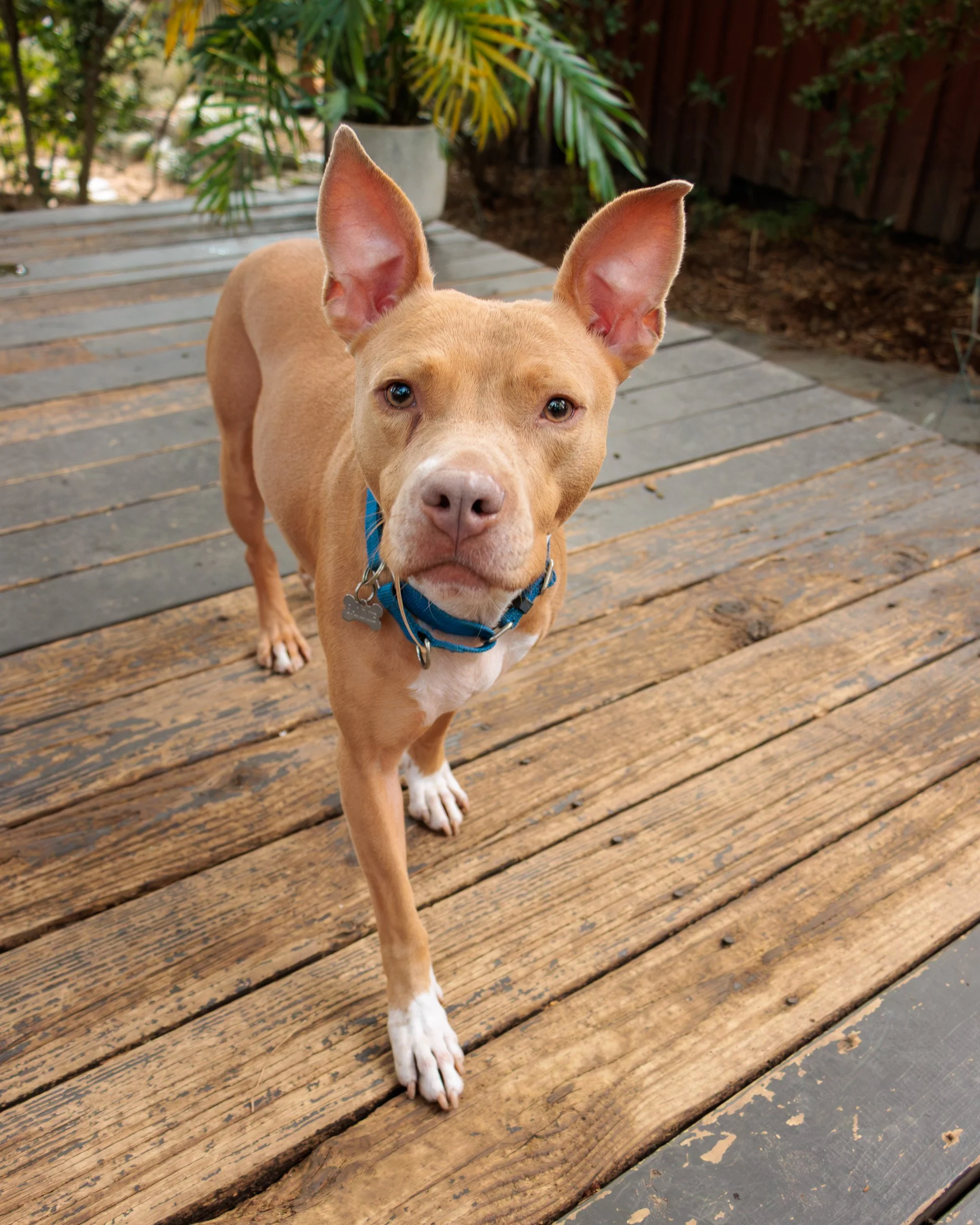 Meet Poppy- Her First Playdate.-08.jpg