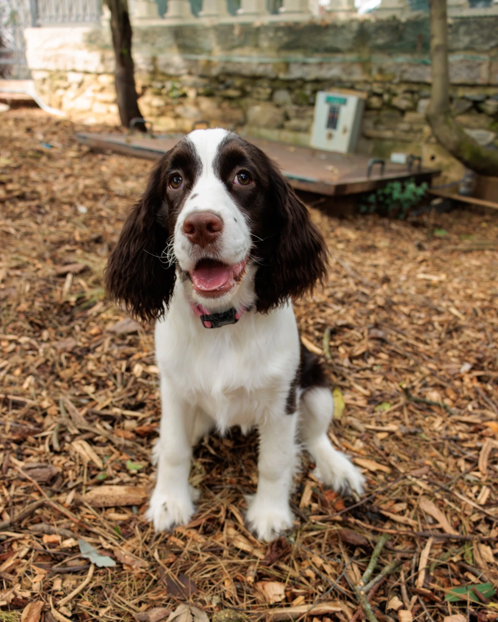Meet Poppy- Her First Playdate.-10.jpg