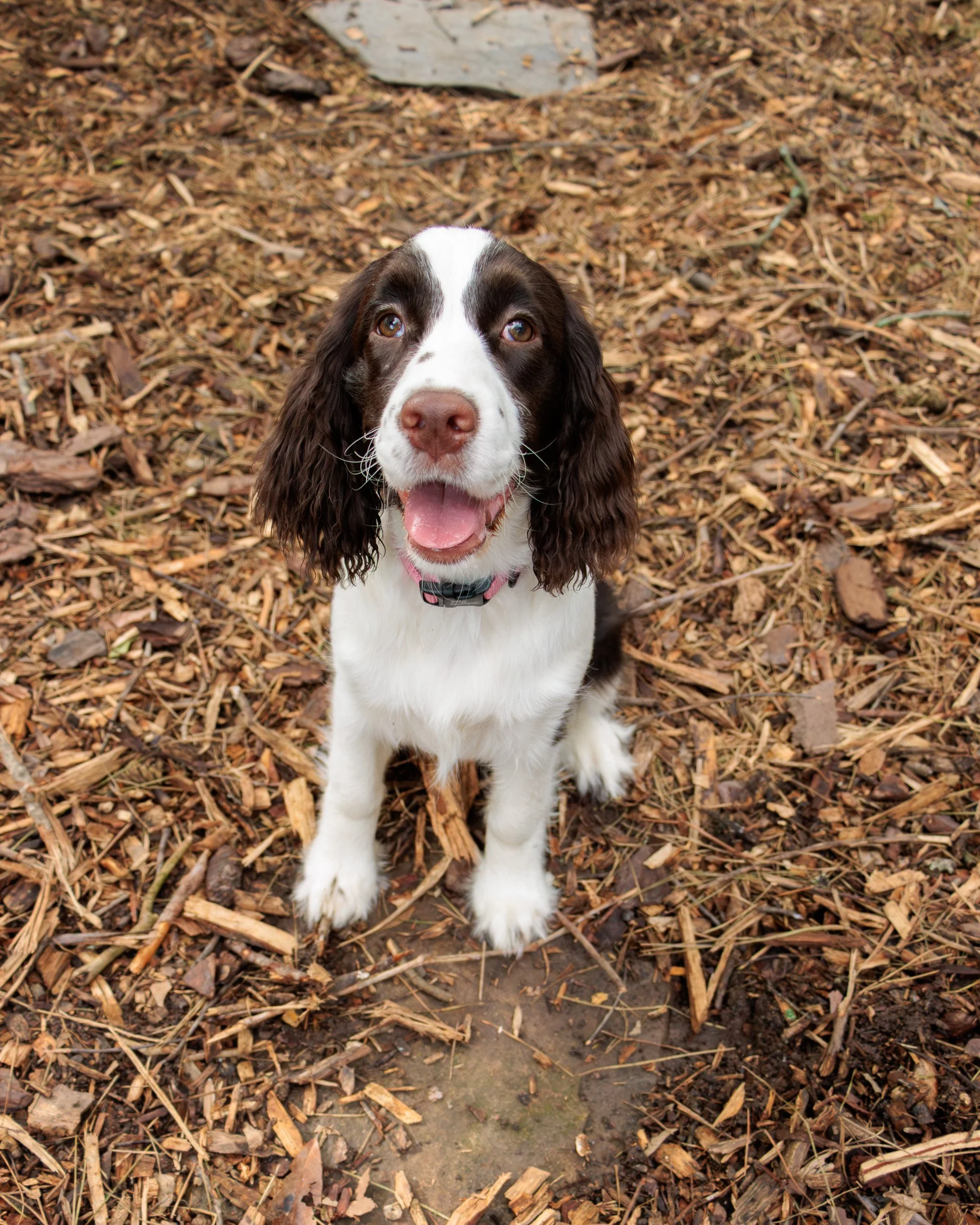 Meet Poppy- Her First Playdate.-11.jpg
