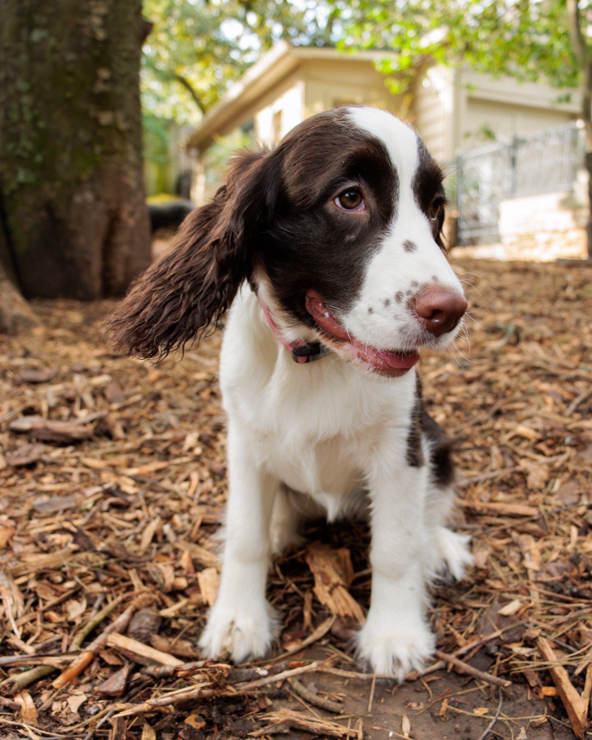 Meet Poppy- Her First Playdate.-12.jpg
