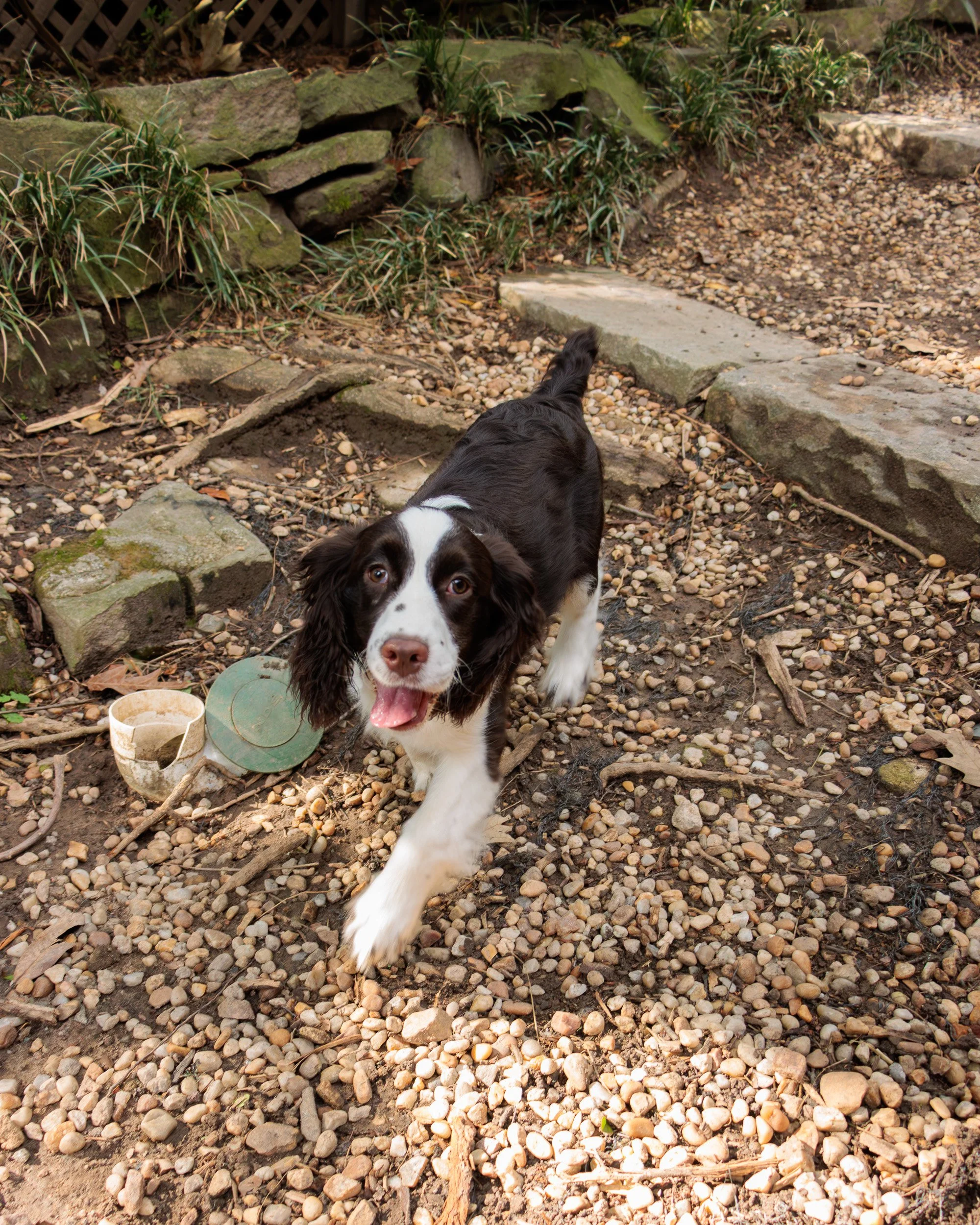 Meet Poppy- Her First Playdate.-14.jpg