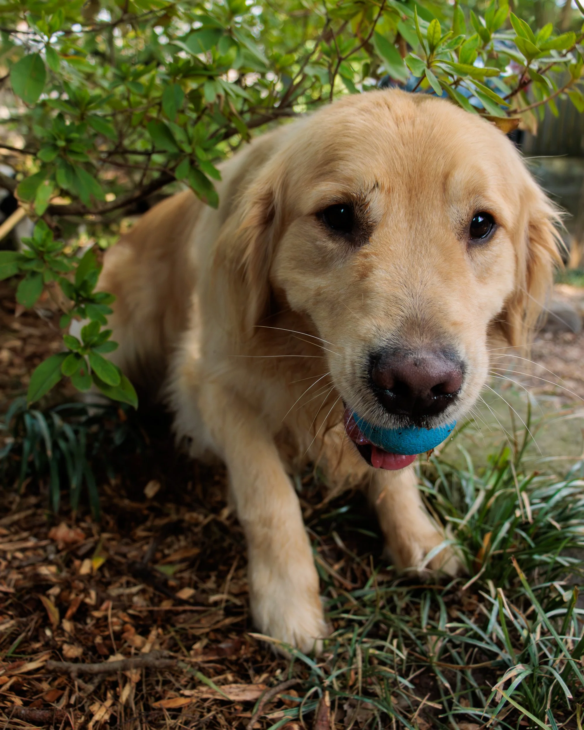 Meet Poppy- Her First Playdate.-17.jpg