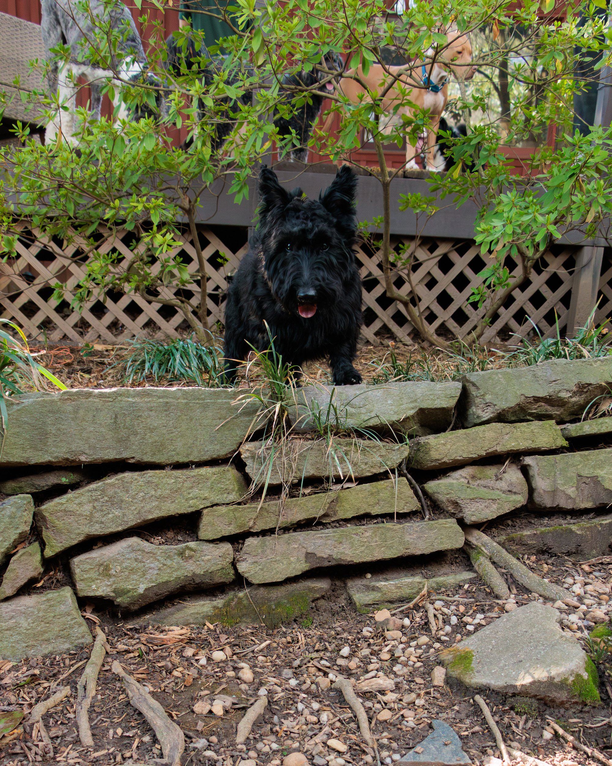 Meet Poppy- Her First Playdate.-18.jpg