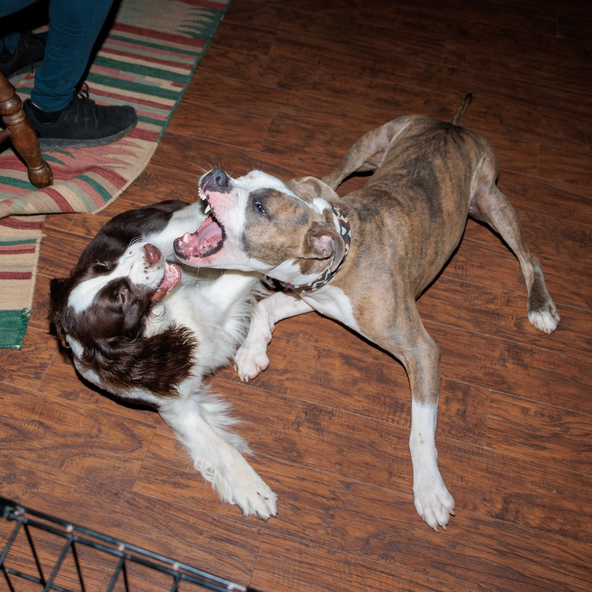 Walking the Beltline’s Northside Trail with Lee & Layla-01.jpg