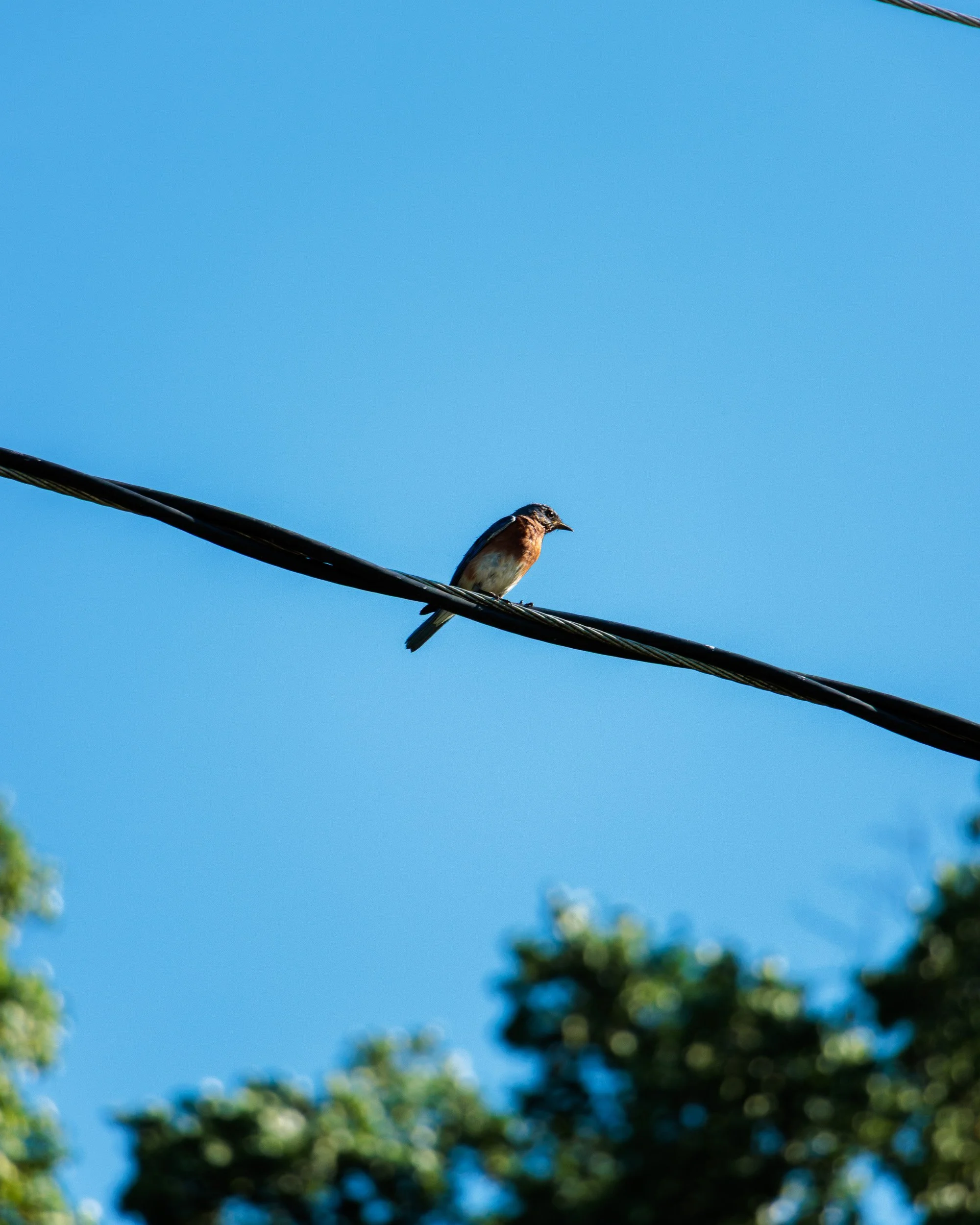 Walking the Beltline’s Northside Trail with Lee & Layla-17.jpg