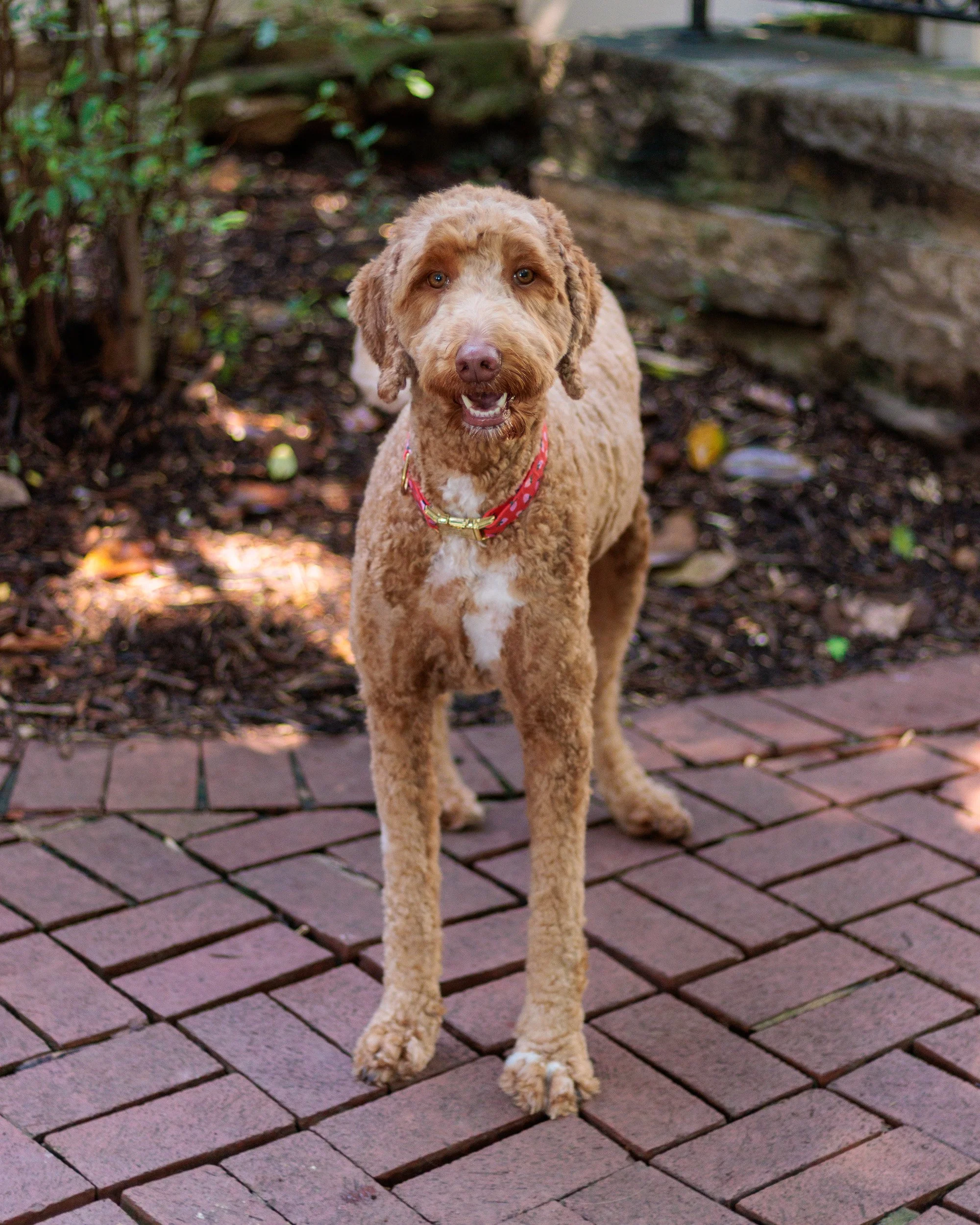 Poppy, All Grown Up-01.jpg