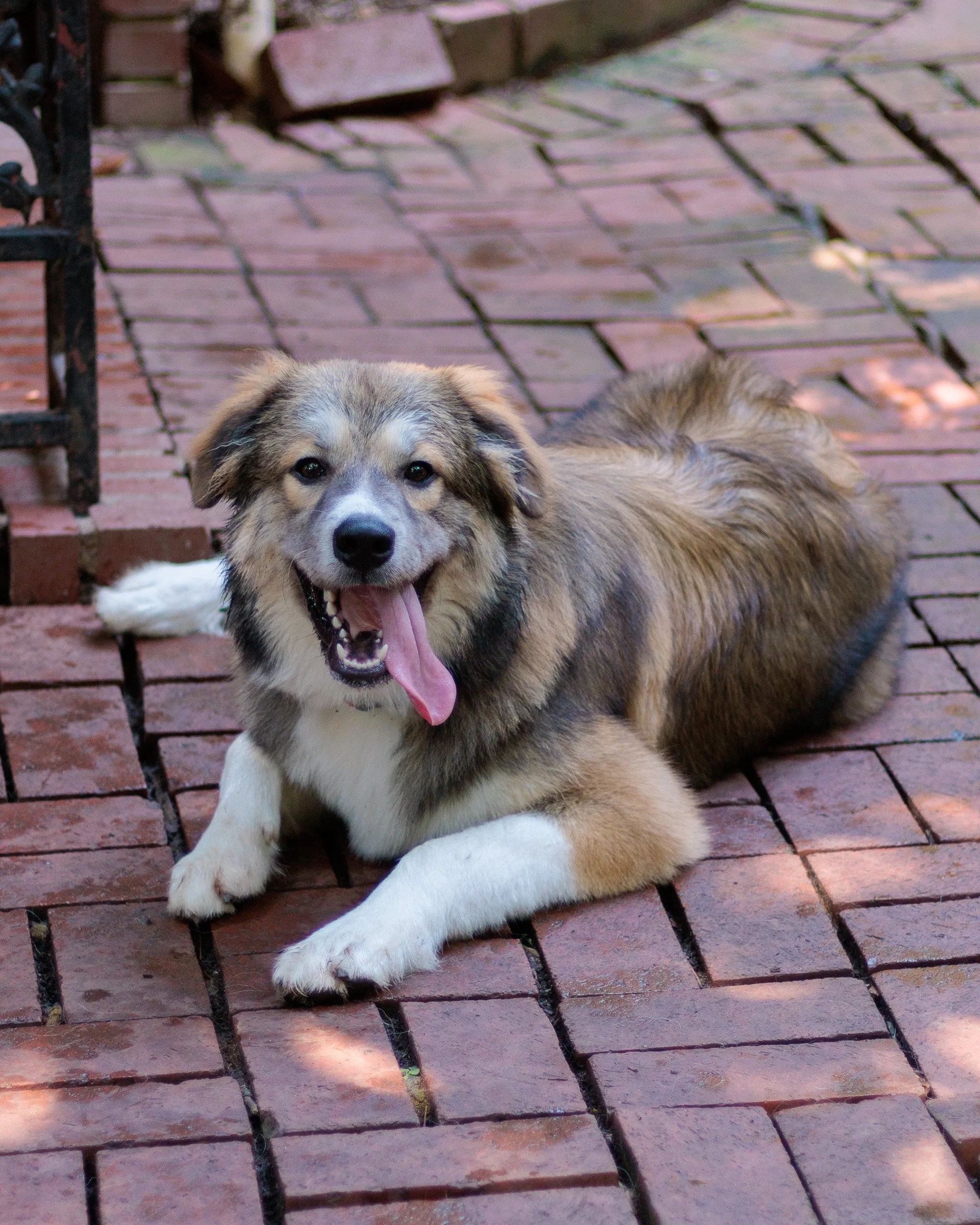 Poppy, All Grown Up-02.jpg