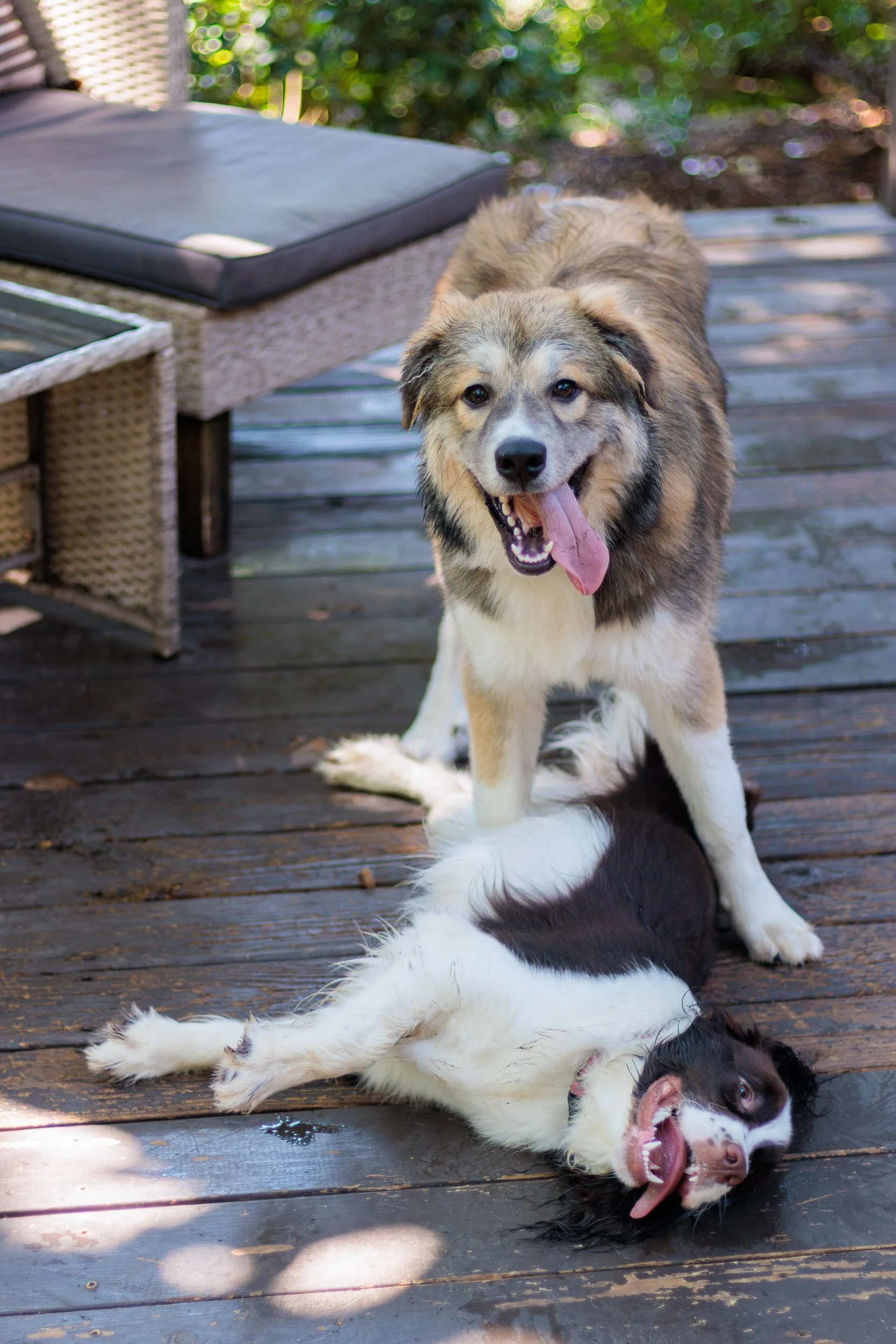 Poppy, All Grown Up-07.jpg
