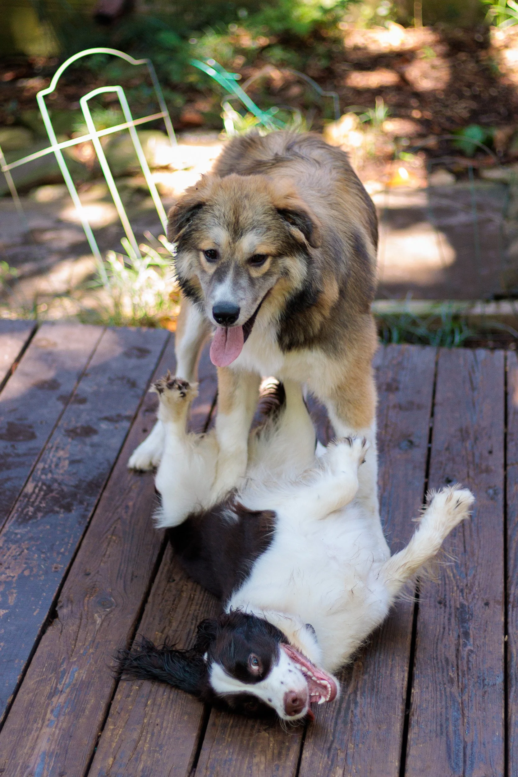 Poppy, All Grown Up-08.jpg