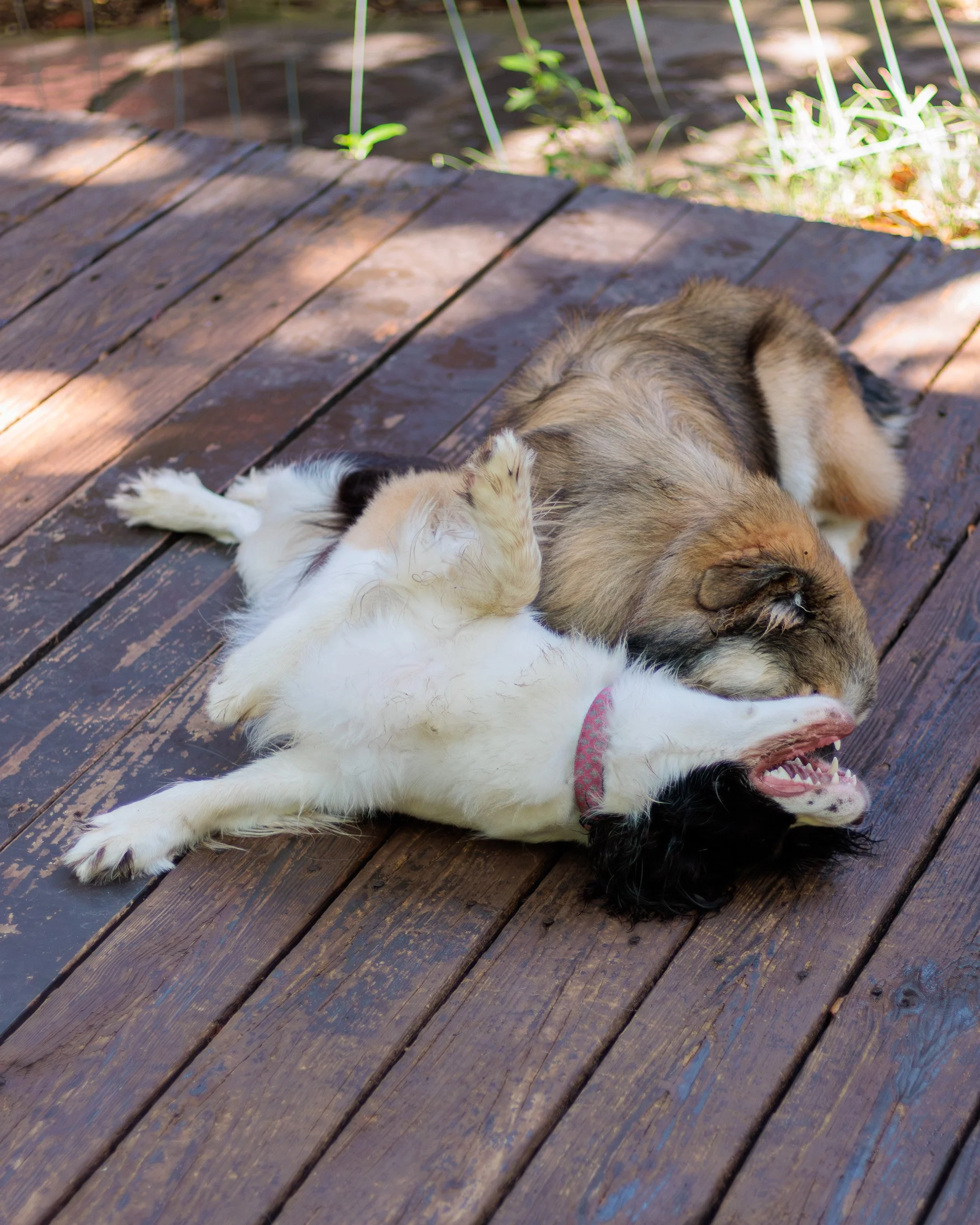 Poppy, All Grown Up-09.jpg