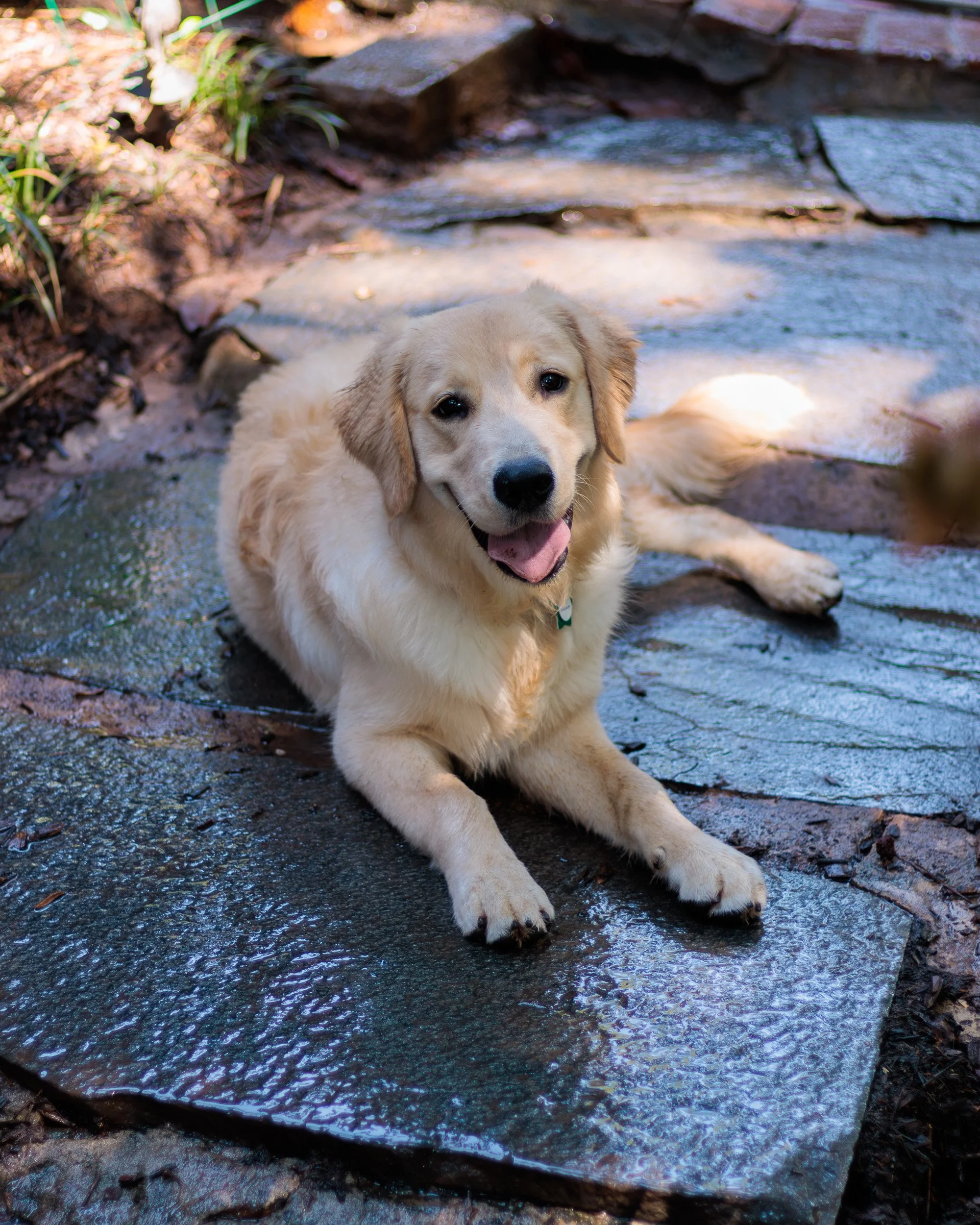 Poppy, All Grown Up-10.jpg