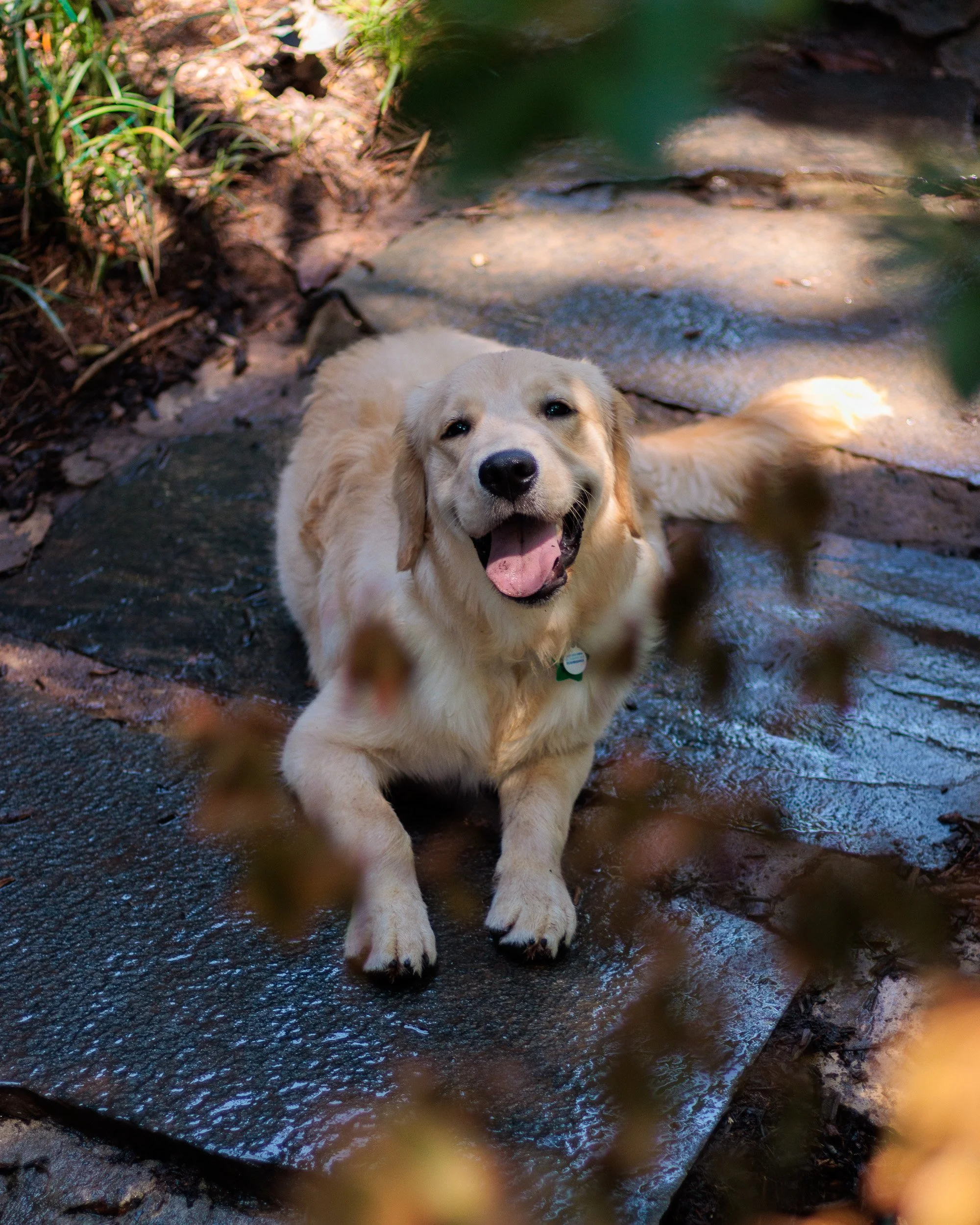Poppy, All Grown Up-11.jpg