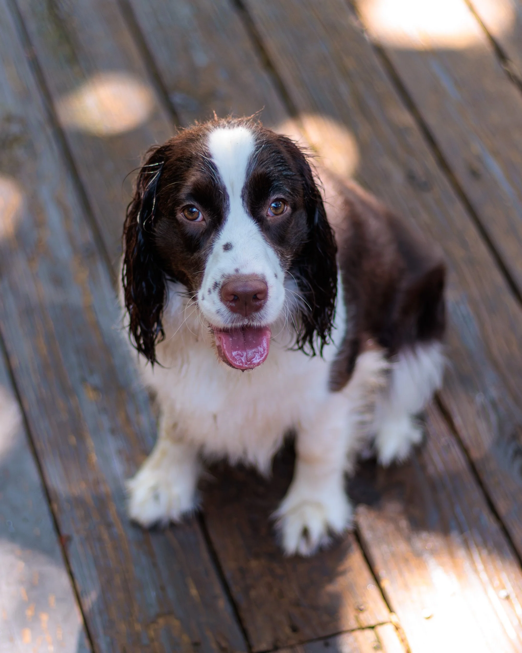 Poppy, All Grown Up-12.jpg