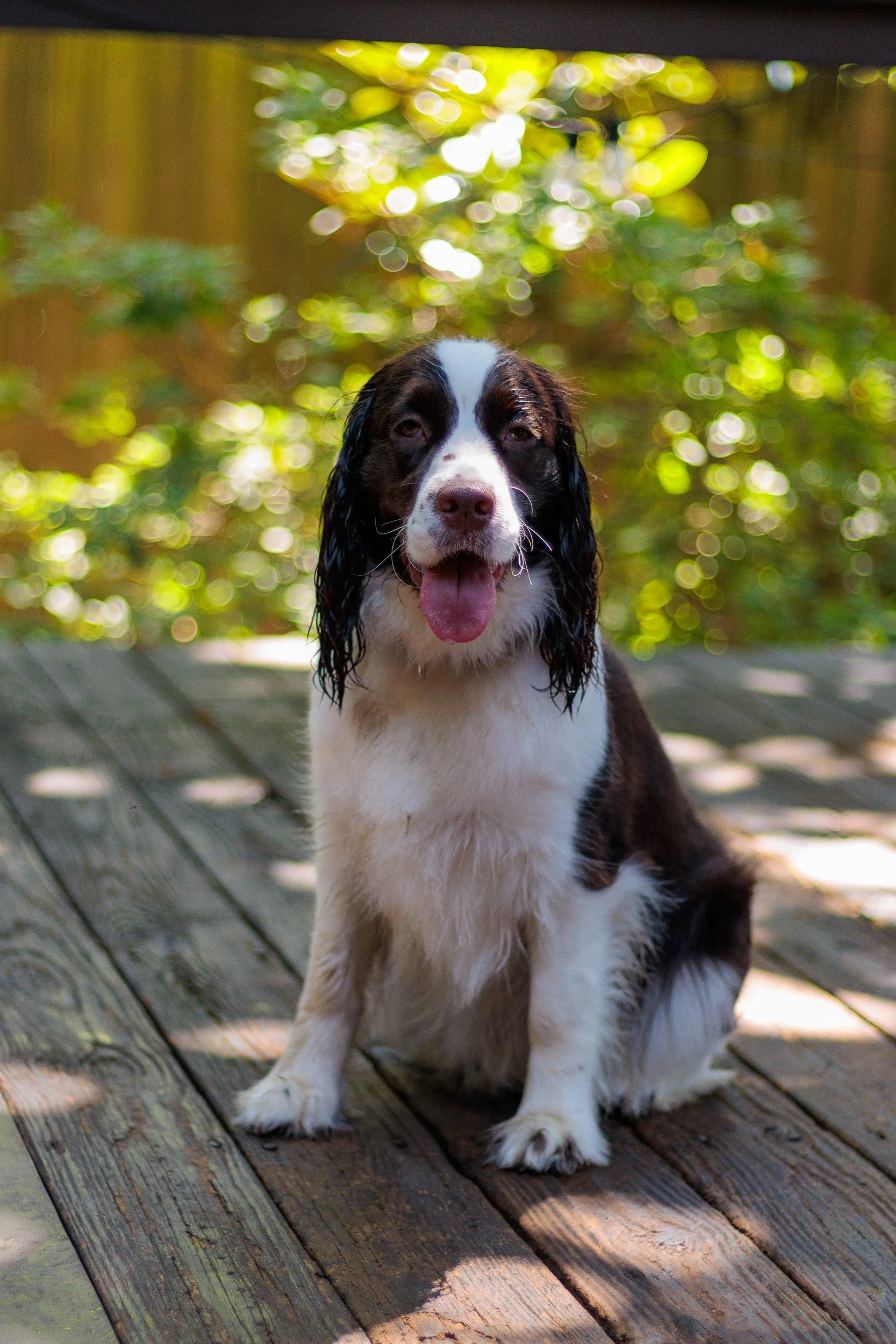 Poppy, All Grown Up-13.jpg