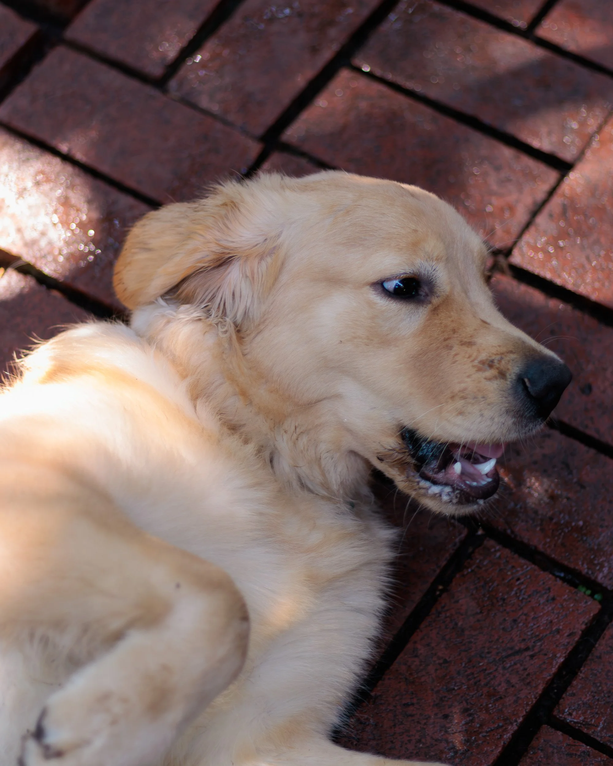 Poppy, All Grown Up-14.jpg