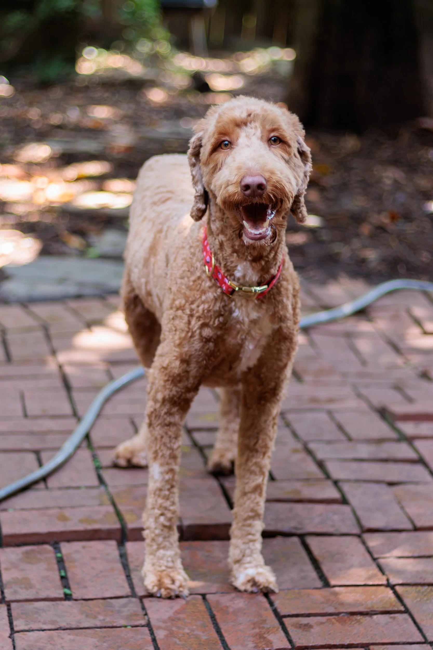 Poppy, All Grown Up-16.jpg