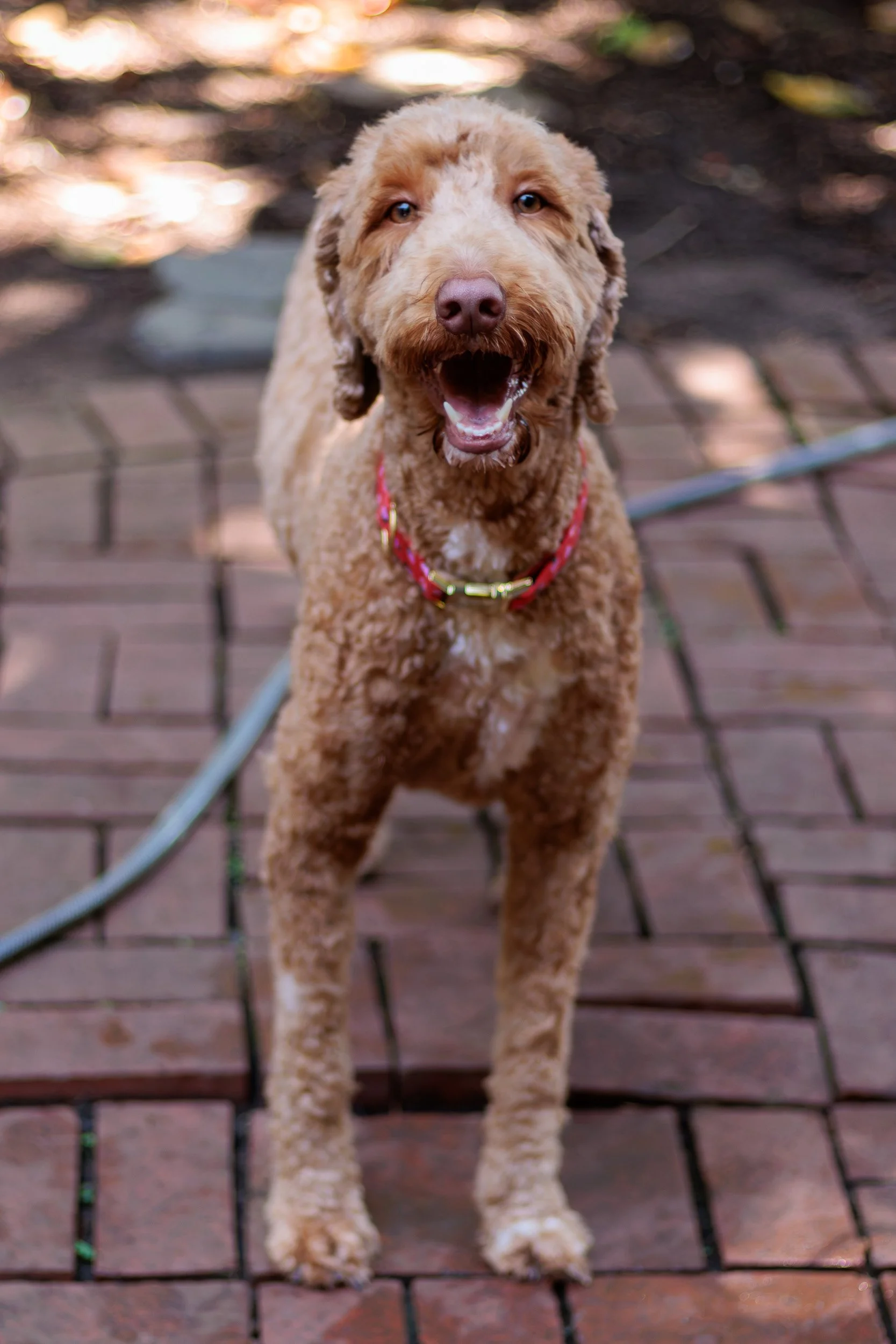 Poppy, All Grown Up-17.jpg