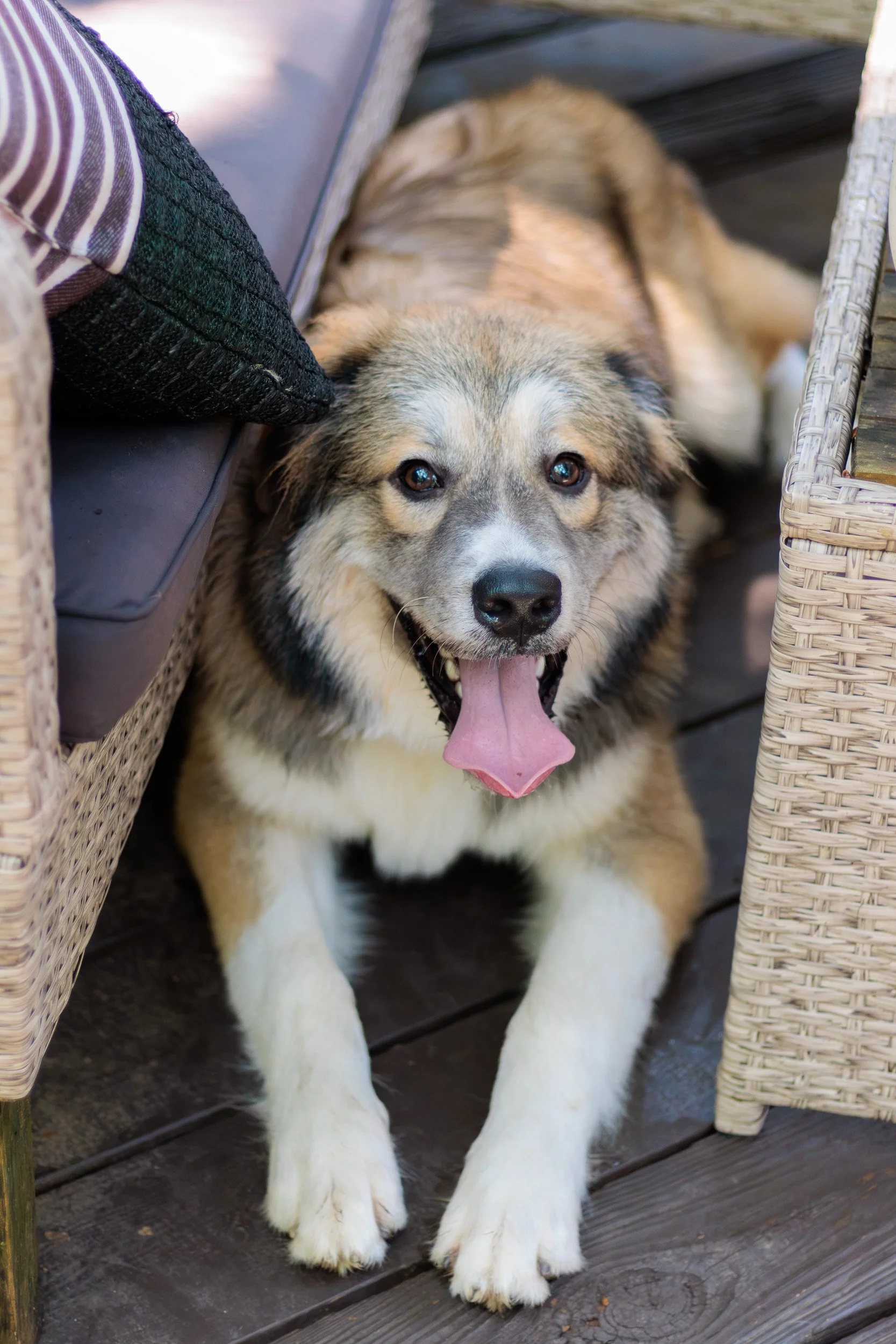 Poppy, All Grown Up-18.jpg