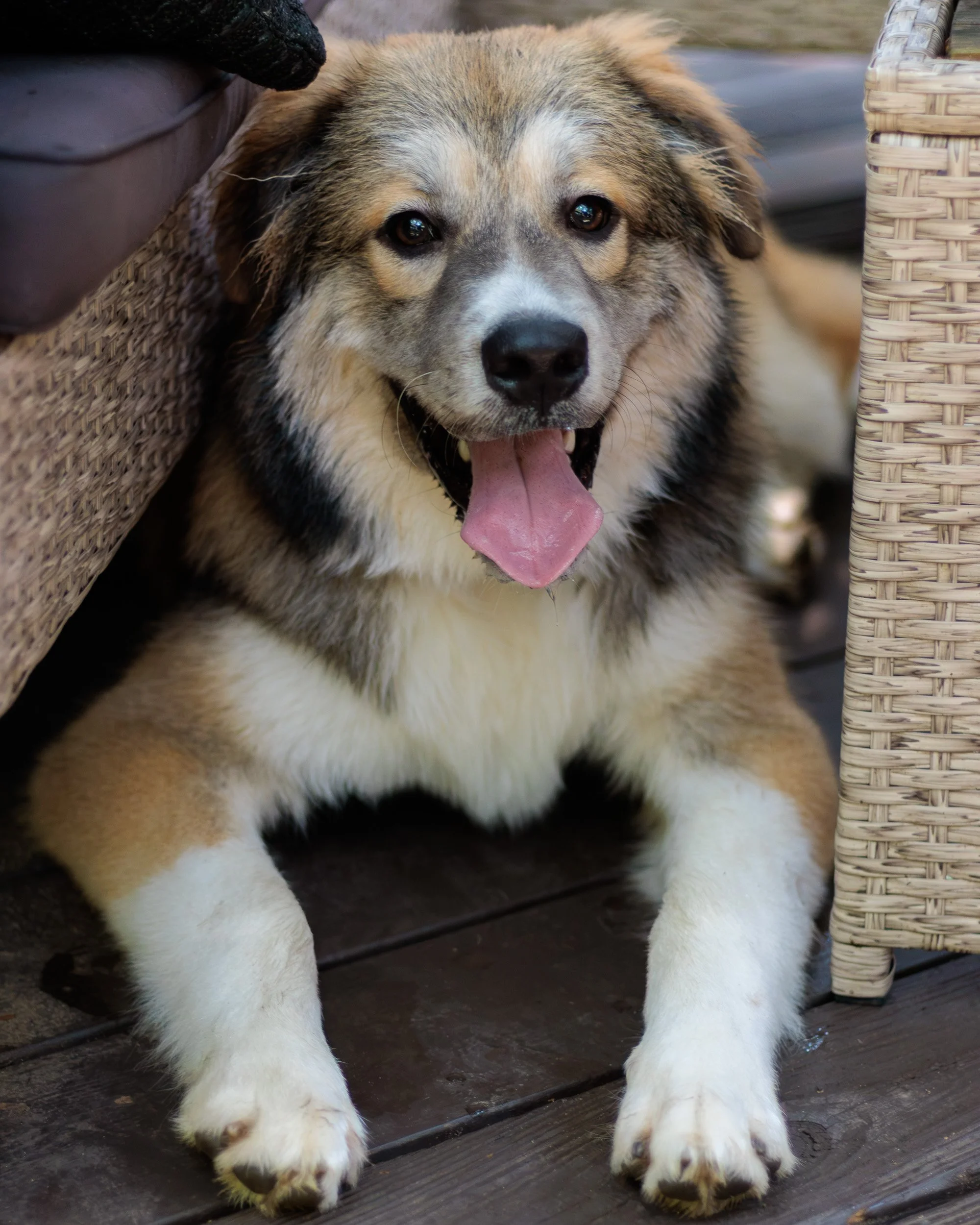 Poppy, All Grown Up-19.jpg