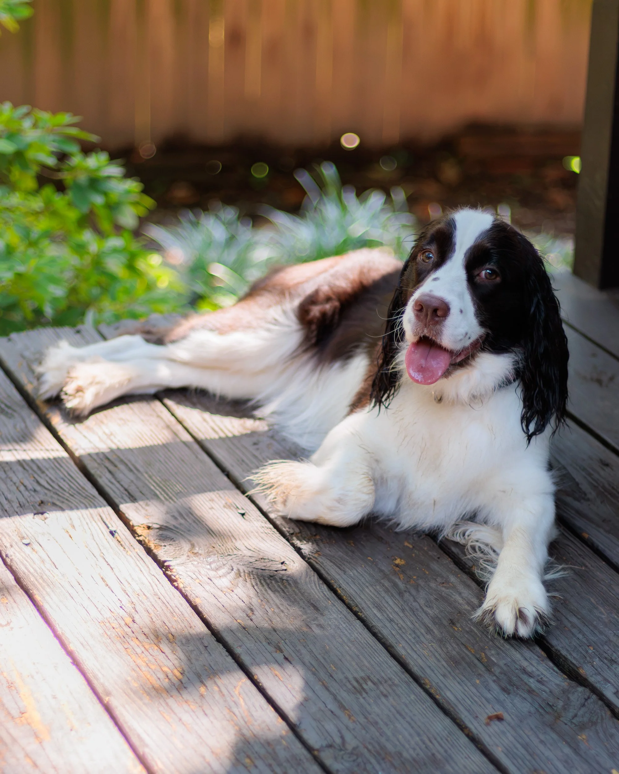 Poppy, All Grown Up-20.jpg