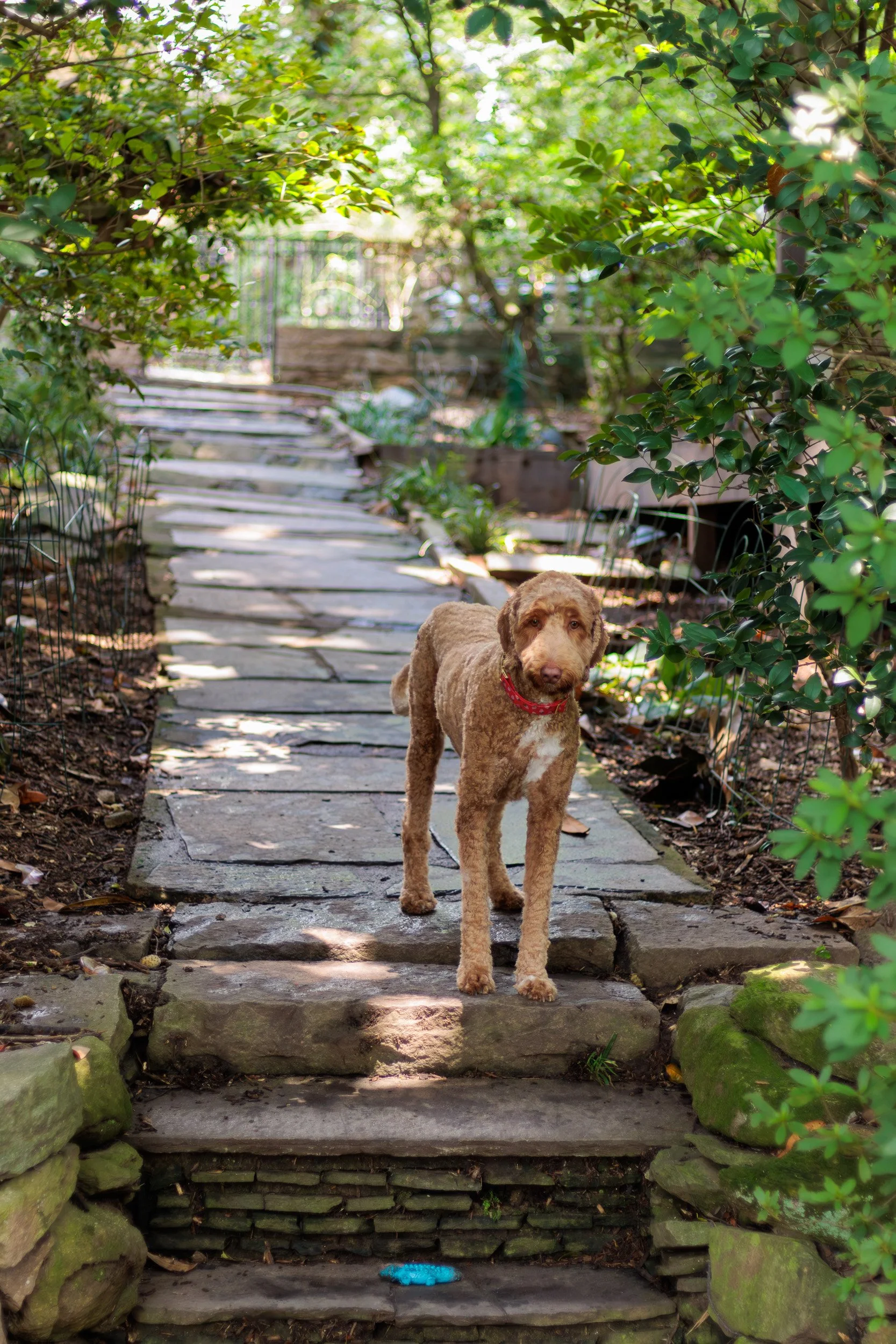 Poppy, All Grown Up-23.jpg